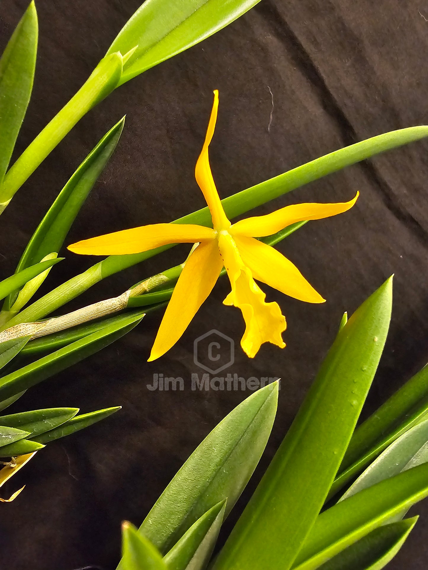 Bc Little Birds (Cattleya harmill x Brassavola nodosa) Blooming size brassavola cattleya orchid hybrid.