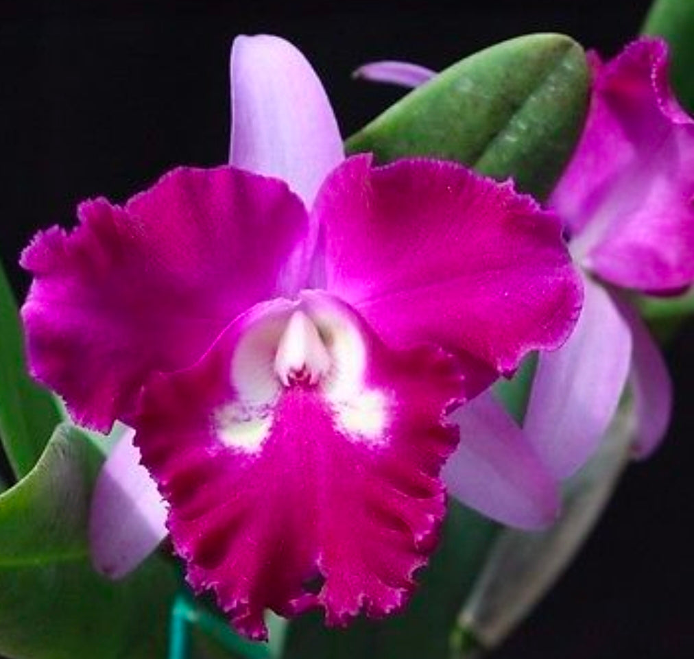 Rlc Sa-Kgob Delight 'Krairit' beautiful 2 tone large blooming fragrant cattleya orchid clone.