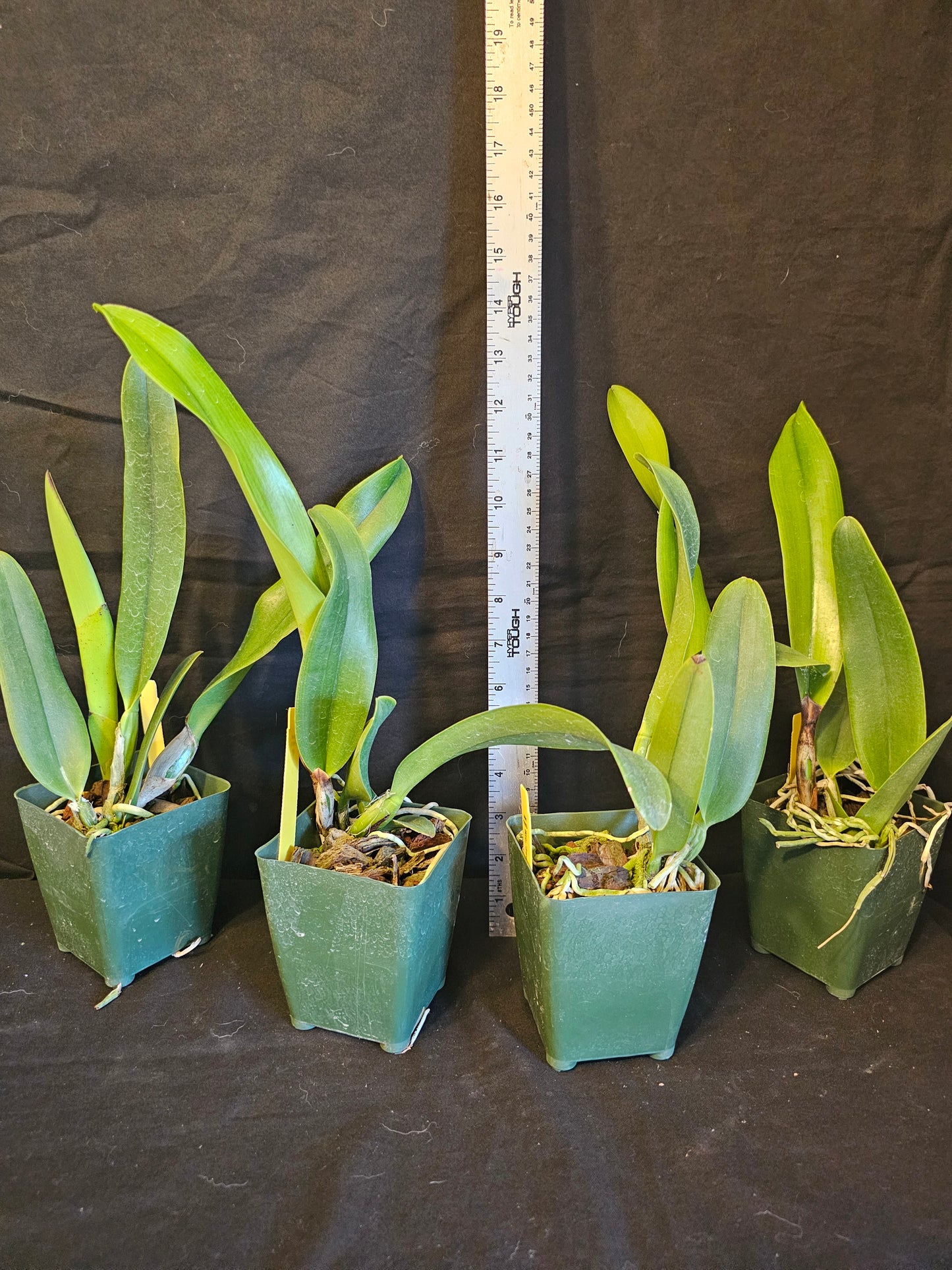 Rlc Jac Golden Peacock 'Tai Young' near blooming size cattleya orchid clone.