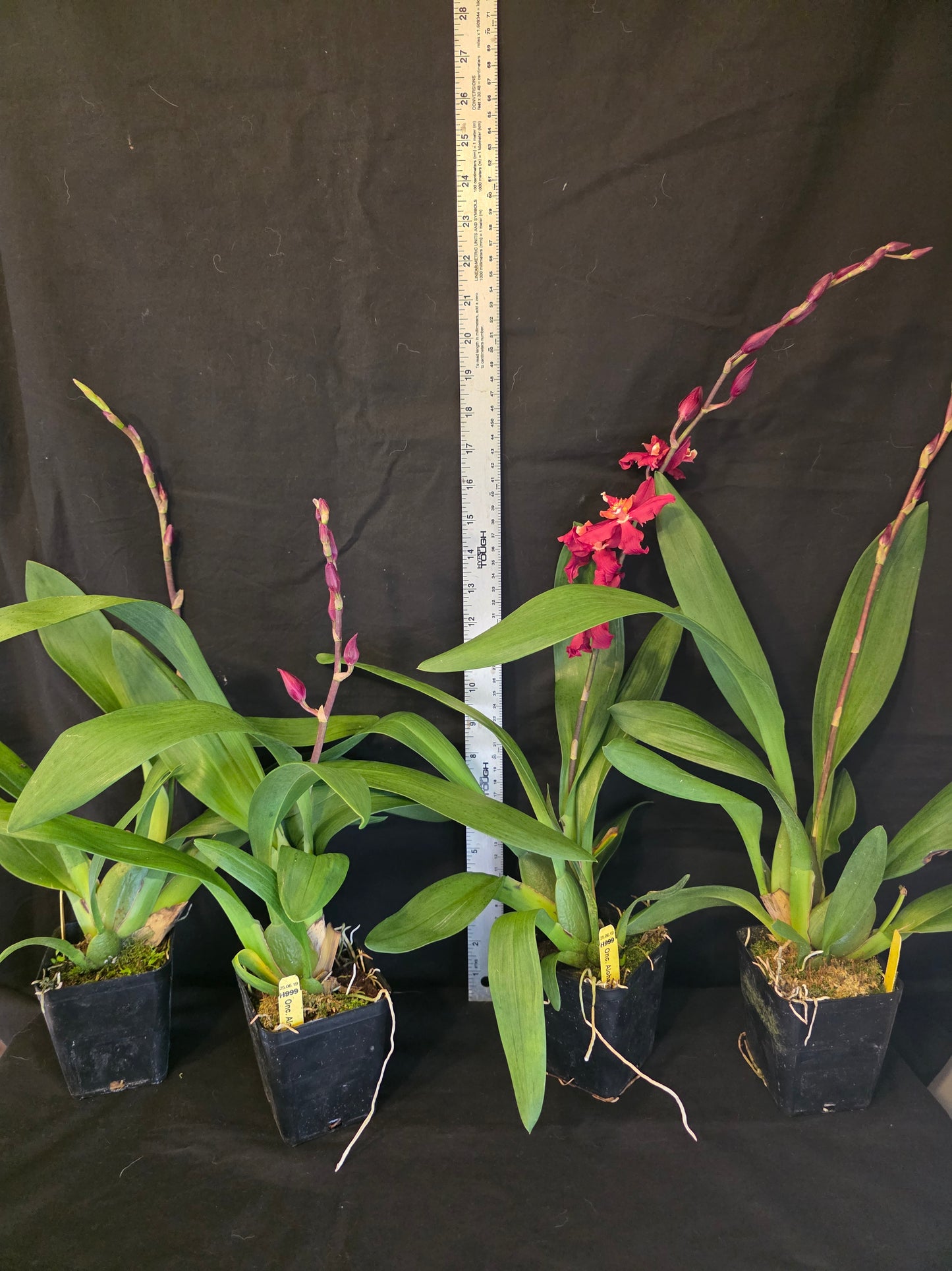 Wilsonara Aloha Kapoho. In Spike Blooming size intergeneric oncidium orchid clone.