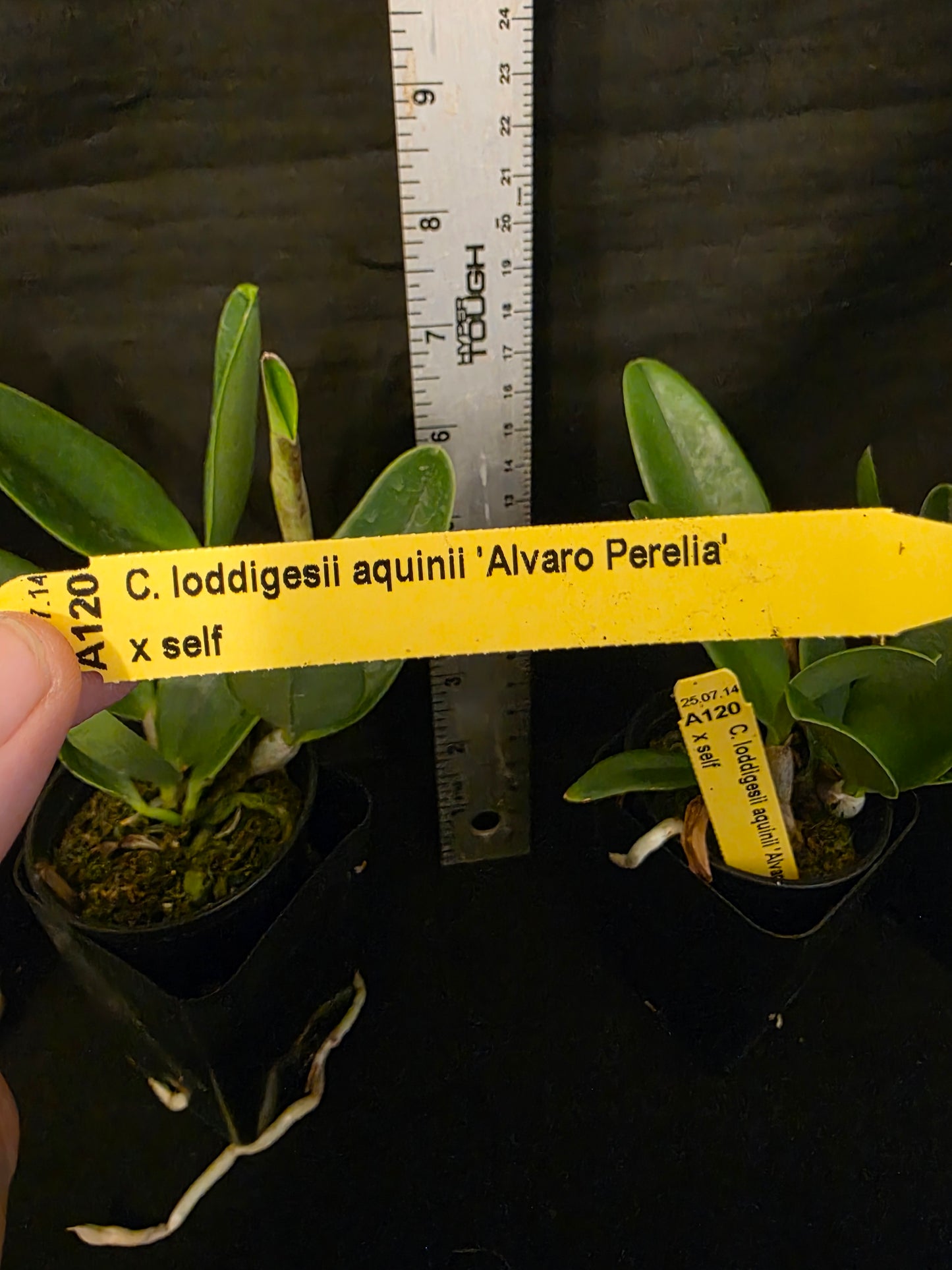 Cattleya loddigesii v aquinii 'Alvaro Parela' x self. Near blooming size cattleya orchid species. Beautiful flared delicate blooms.