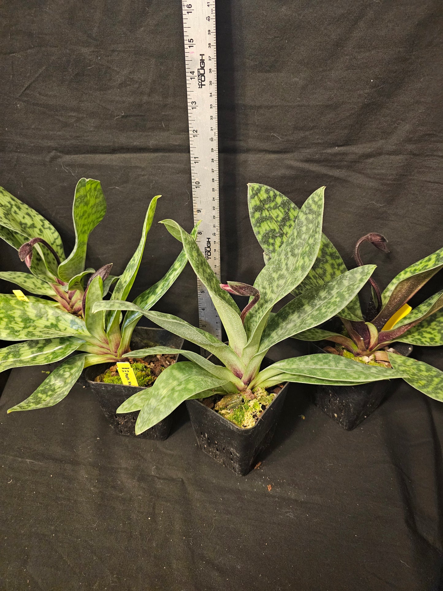 Paphiopedilum Magic Cherry in spike. Blooming size paphiopedilum hybrid. 2.5" pot