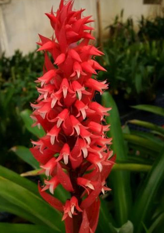 Stenorrhynchos speciosum blooming size terrestrial orchid. Very unique and attractive