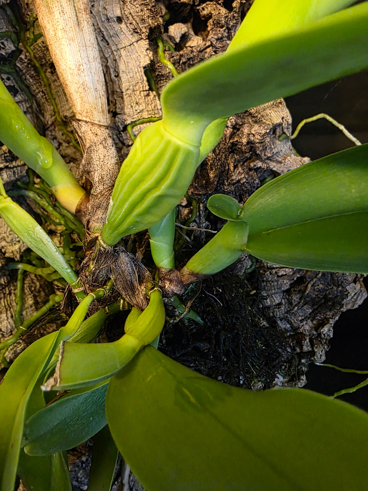 Cattleya dowiana Var Aurea 'Net Dream'  Blooming Size Cattleya Orchid Species mounted