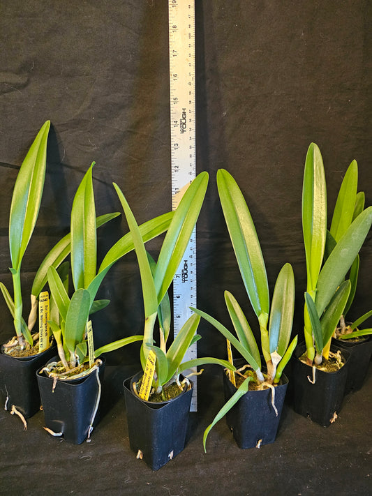 Gur. bowringiana 4N x Bc Morning Glory 4N blooming size brassavola orchid hybrid