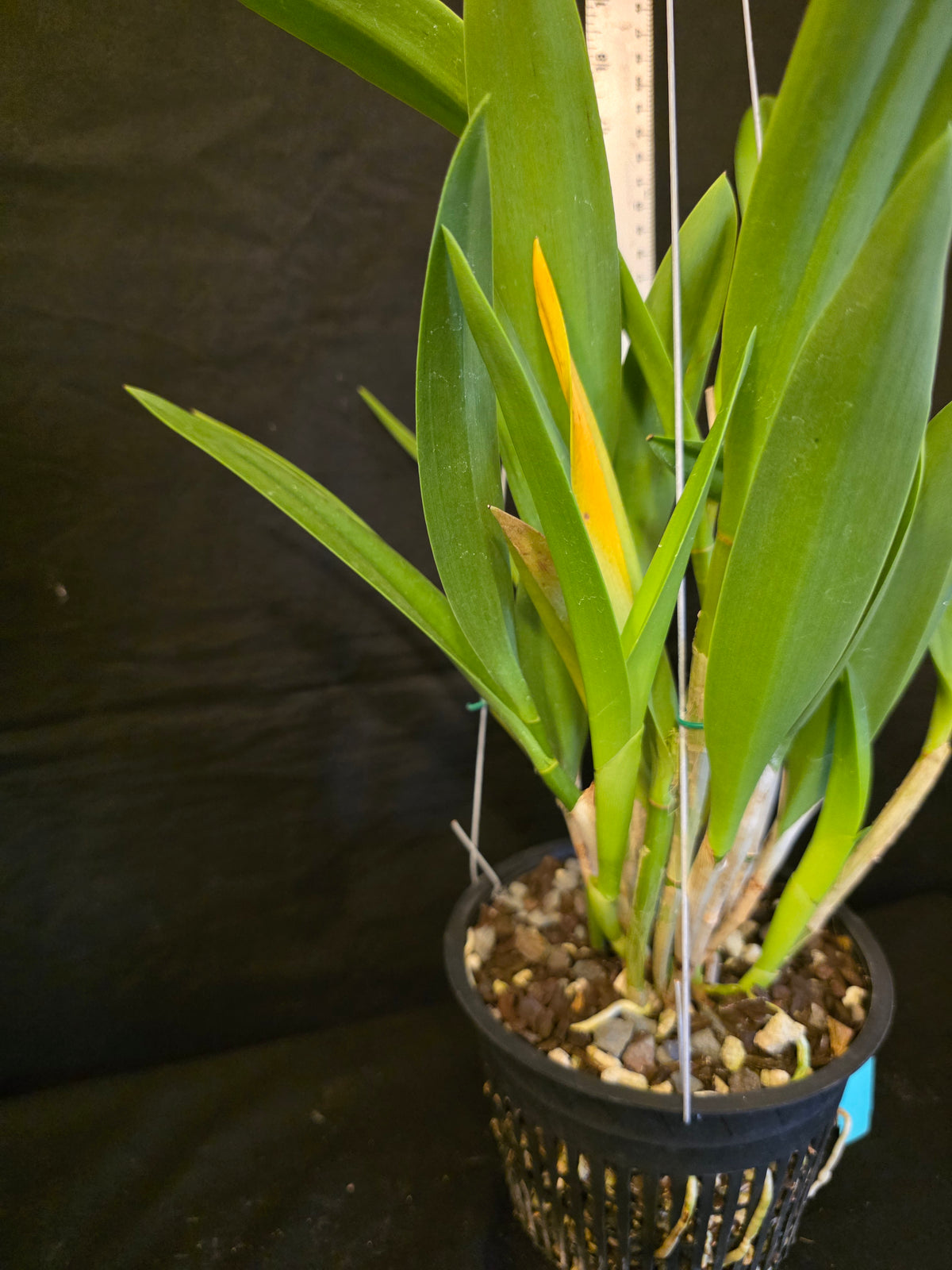 Bc Maikai 'Louise' AM/AOS bloom size divisions 6" basket #1