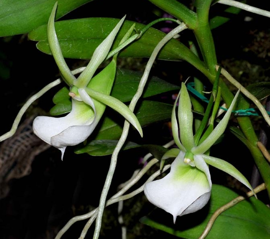 Angraecum infundibulaire non bloom size rare Angraecum orchid species. Large blooms