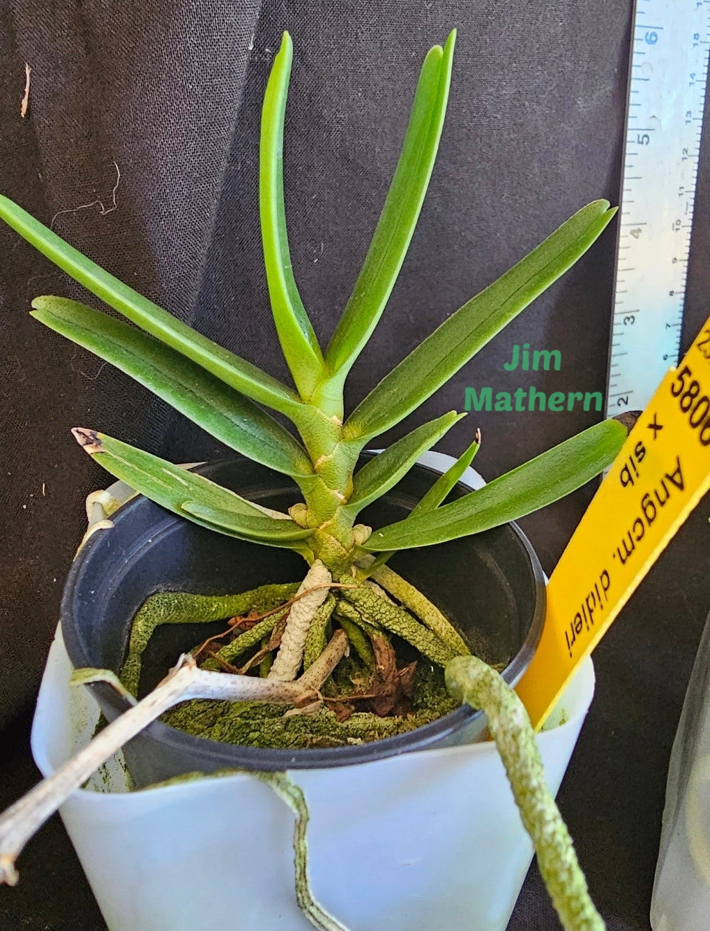 Angraecum didieri