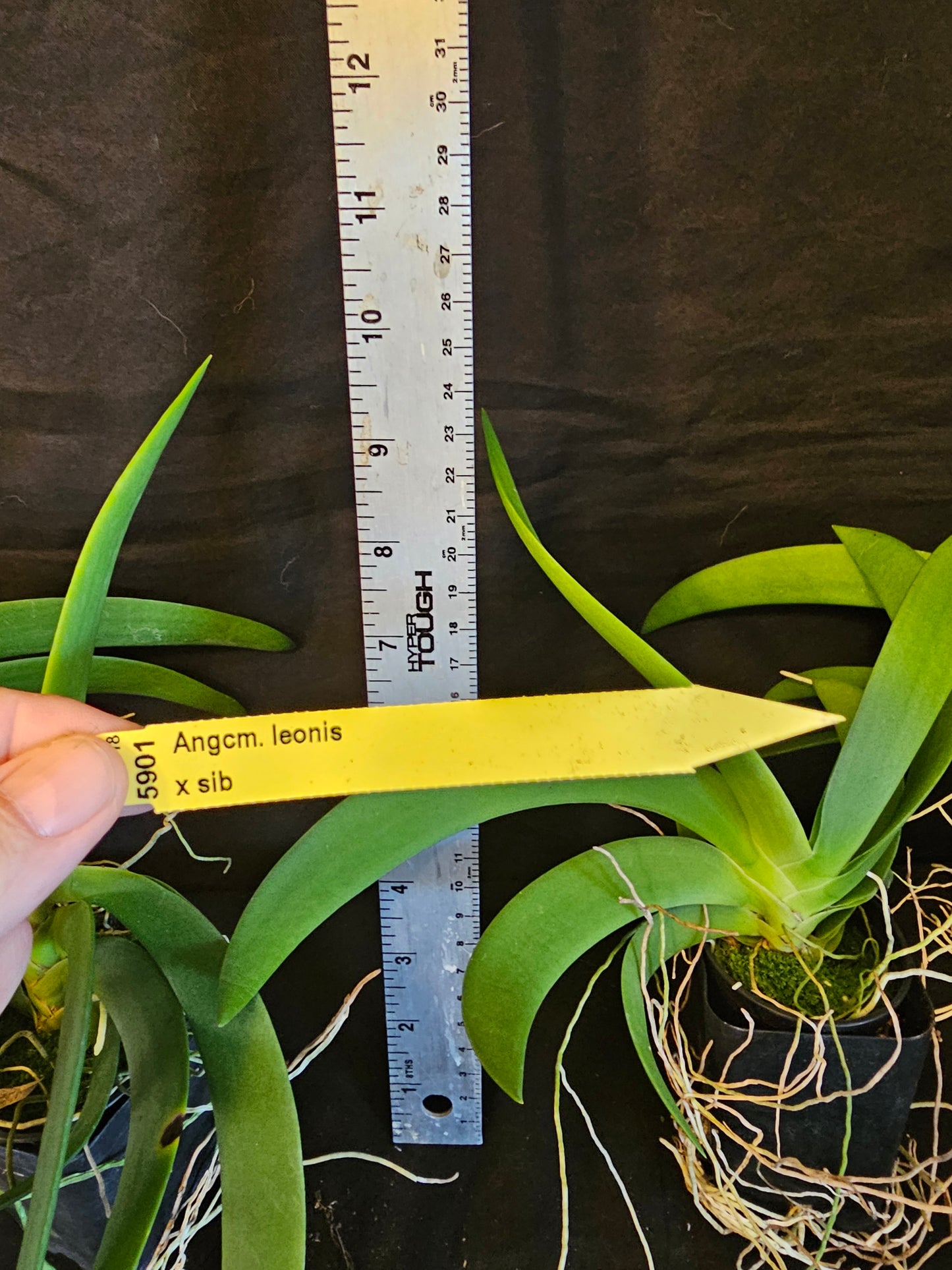 Angraecum leonis