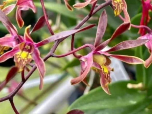 Dendrobium Tiny Twister blooming size compact Antelope Dendroboum orchid hybrid. Long lasting blooms.