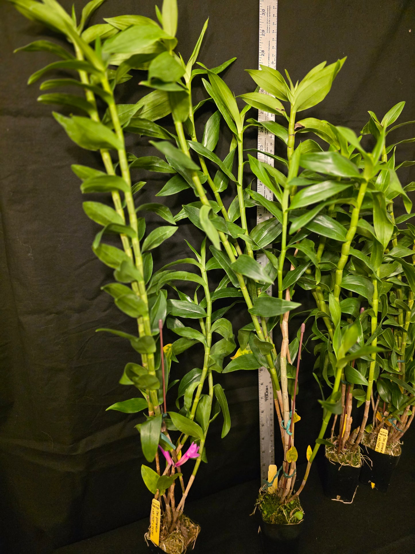 Dendrobium glomeratum. Near blooming size Dendrobium orchid species.