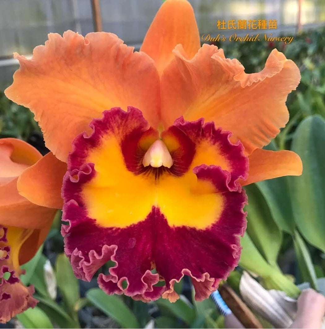 Rlc Duh's Crown '021414' SM/JOGA near blooming size cattleya orchid clone.