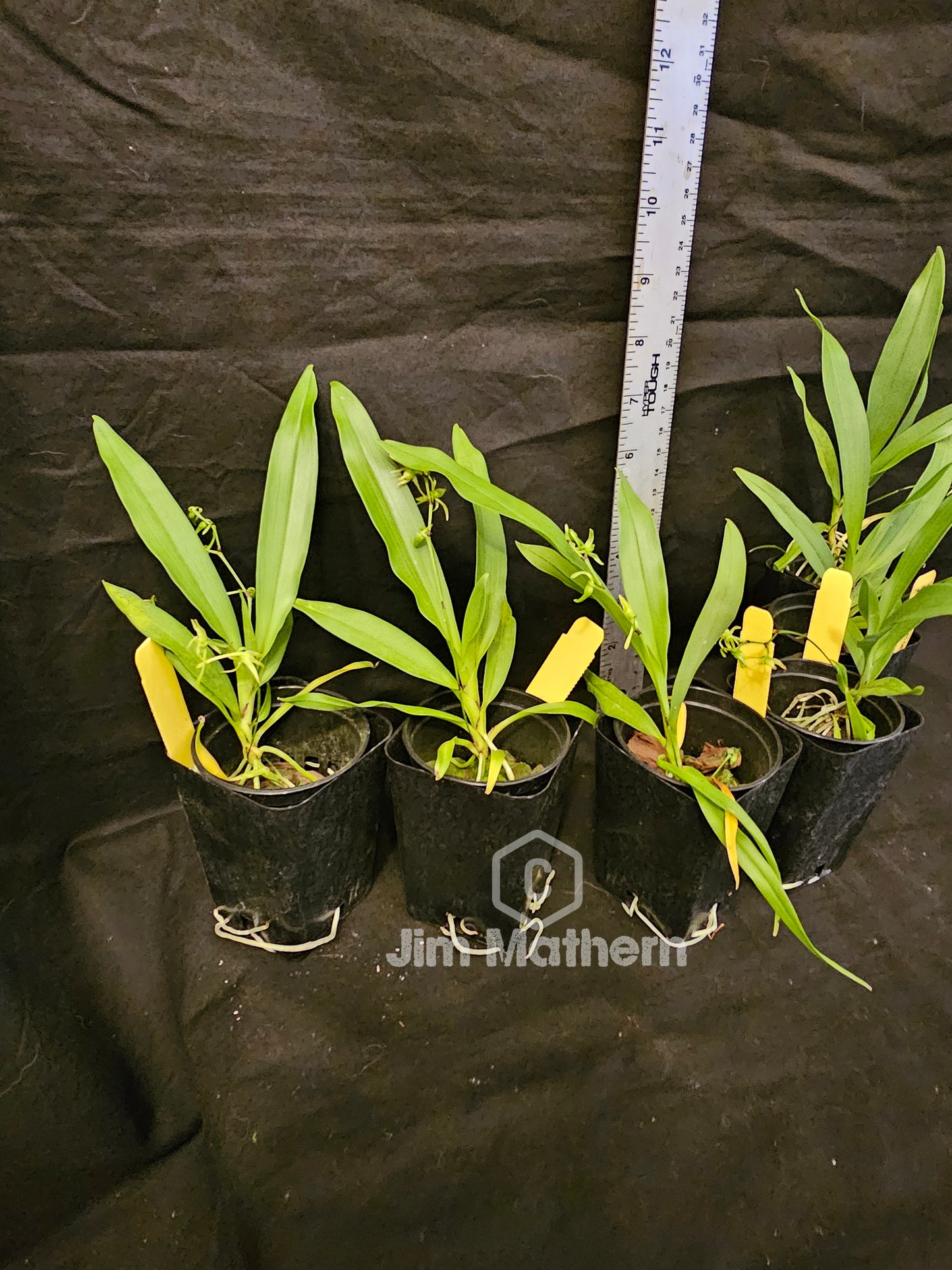 Angraecum calceolus blooming size Angraecum orchid species. Easy grower reliable bloomer