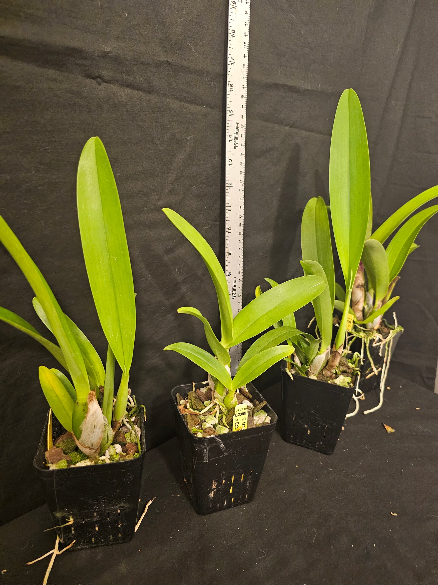 Cattlechea Mem Dollie Mckinnon. Blooming size cattleya orchid hybrid. Seed grown awarded parents.