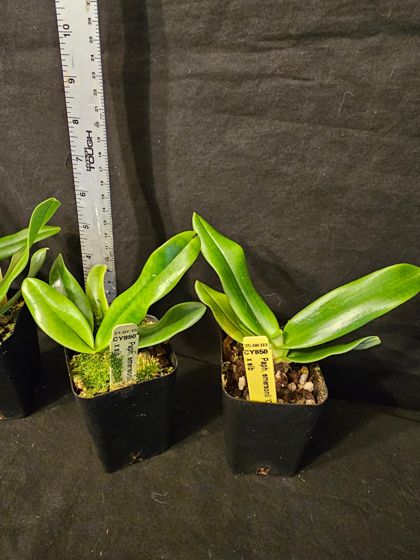 Paphiopedilum emersonii 'Chouyi' x sib near blooming rare hard to find paphiopedilum orchid species.