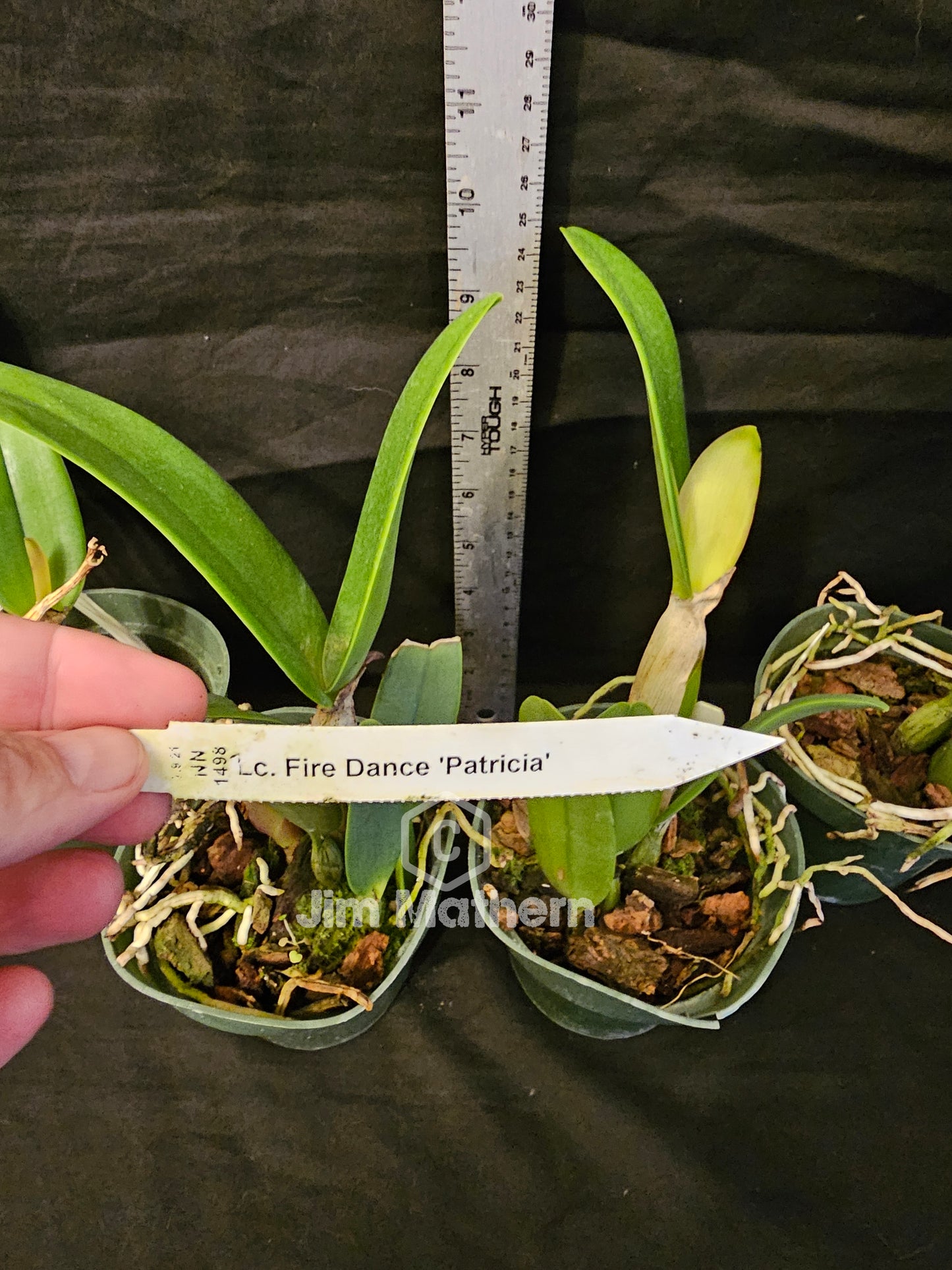 LC Firedance 'Patricia' Blooming size Compact growing cattleya orchid clone.