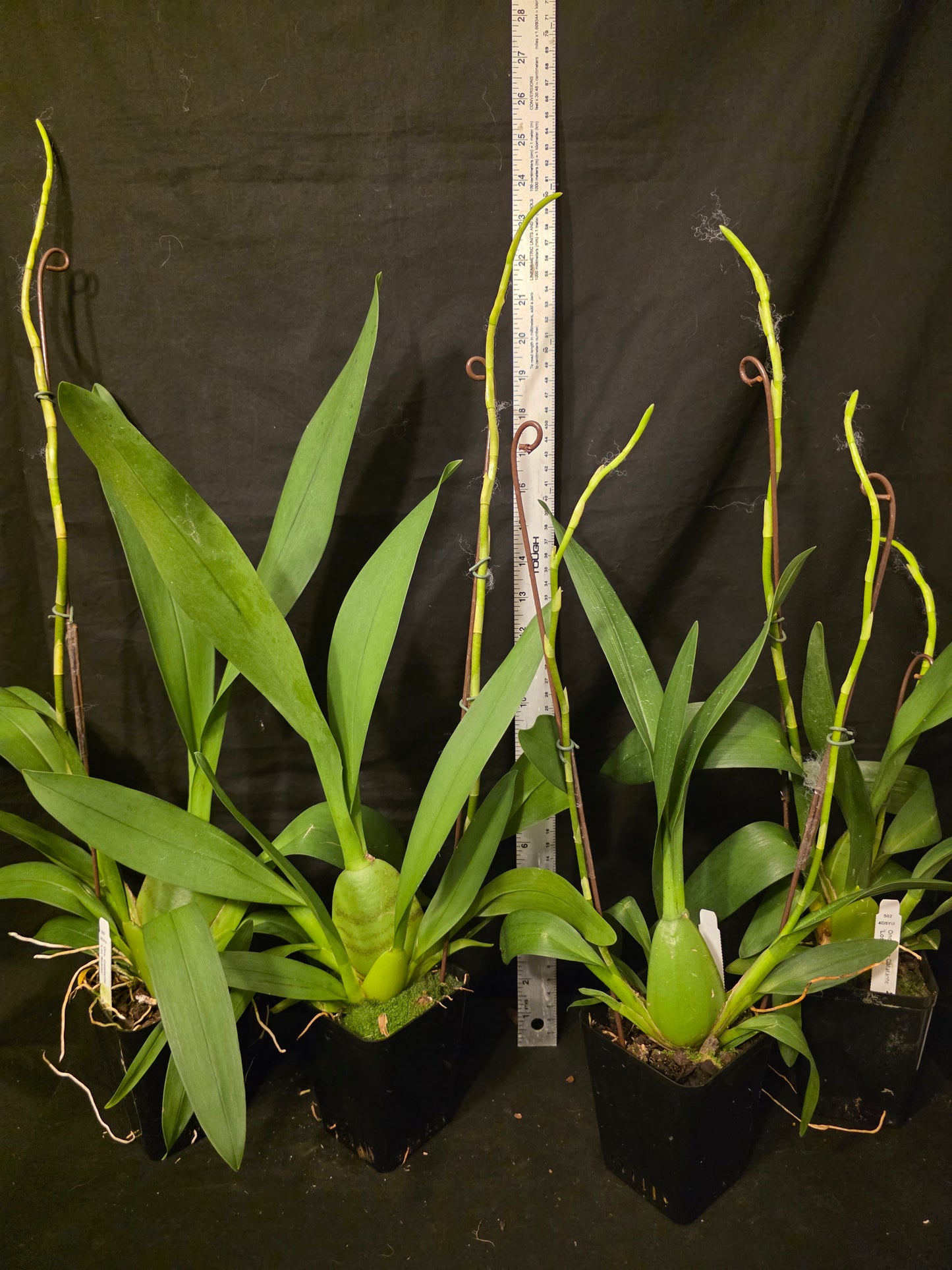 Oncidium Catante 'Los Robles' Blooming size oncidium orchid clone In Spike