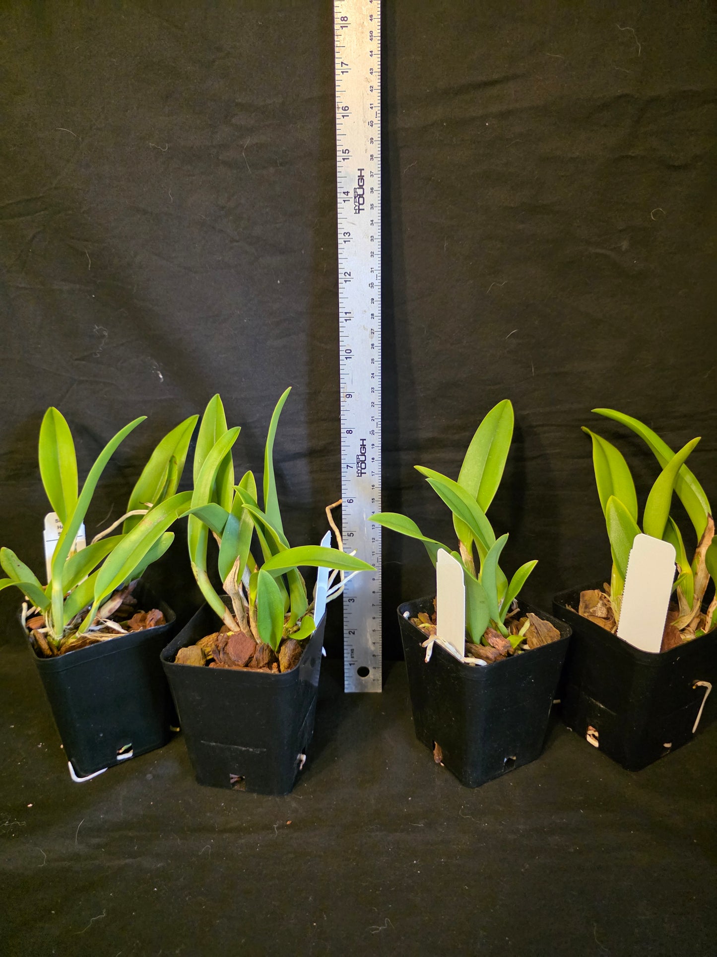 Rlc Linkin Love 'Chester' near blooming size cattleya orchid clone.