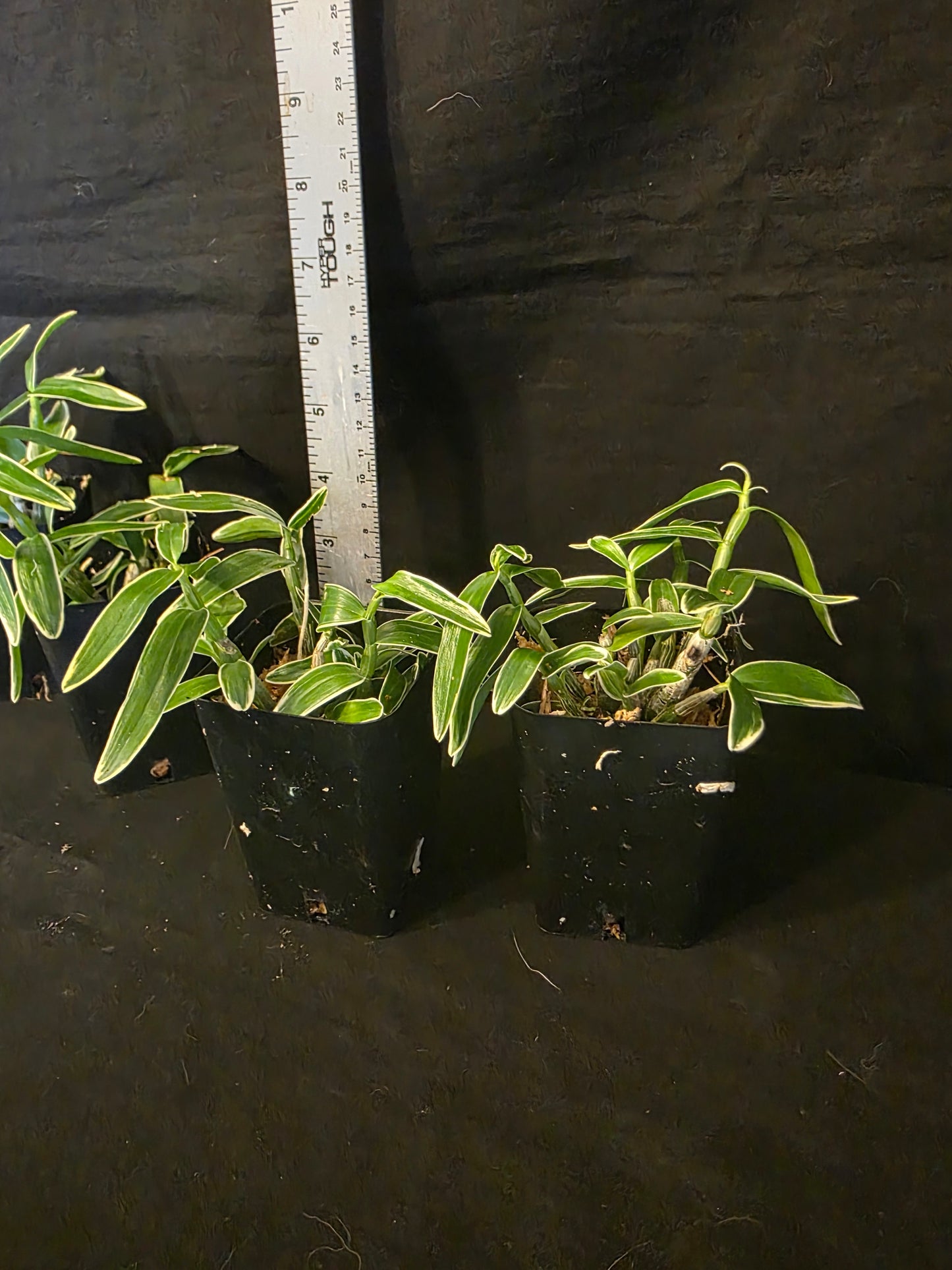 Dendroboum moniliforme variegated form. Blooming size miniature dendrobium orchid species. Rare form