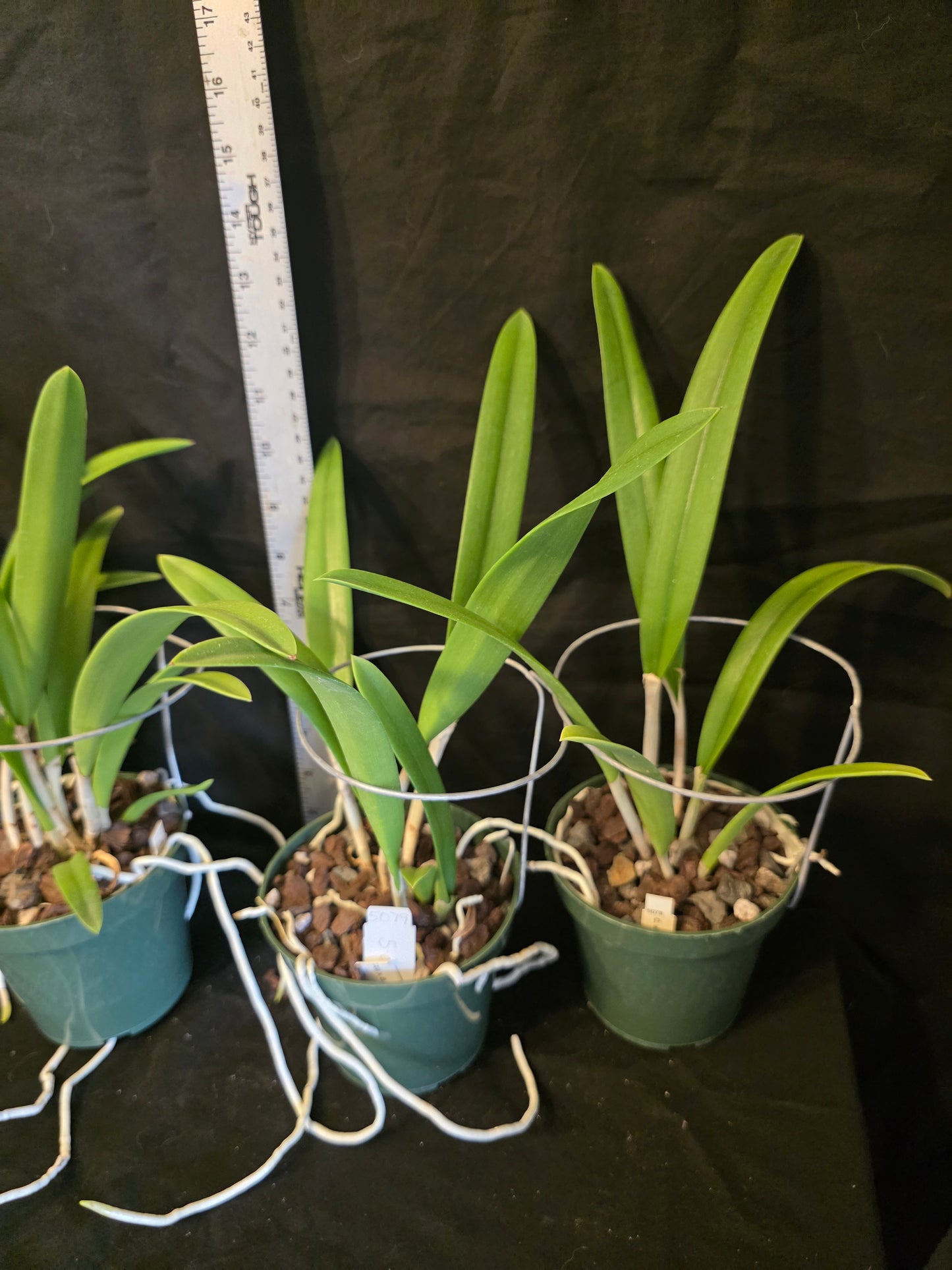 Bc Playa Herradura, blooming size seed grown orchid hybrid in 4.5" pot. Cattleya warscewiczii x Brassavola nodosa. Large star shaped blooms