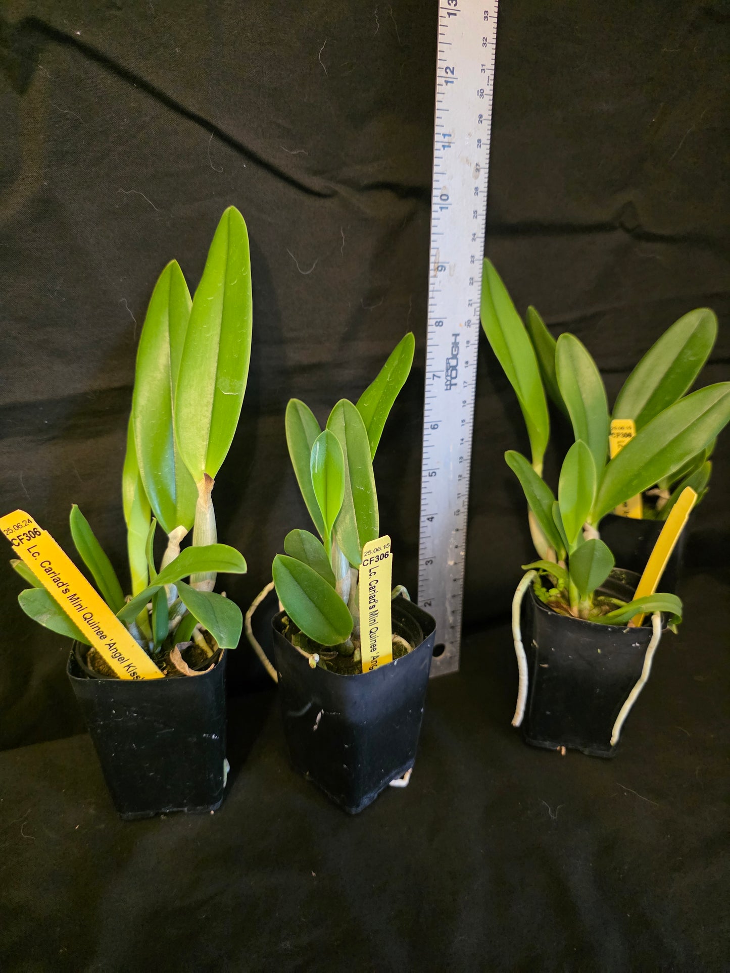Lc Cariads Mini Quinee 'Angel Kiss' HCC/AOS. Blooming size compact coerulea cattleya orchid clone. Awarded and fragrant