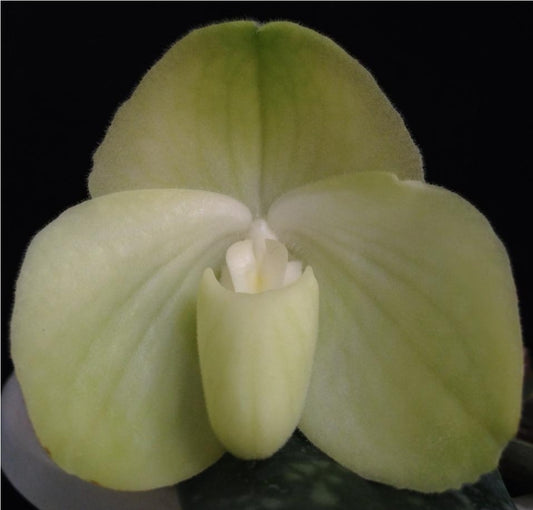 Paphiopedilum bellatulum alba x sib 1st bloom size rare color form orchid species