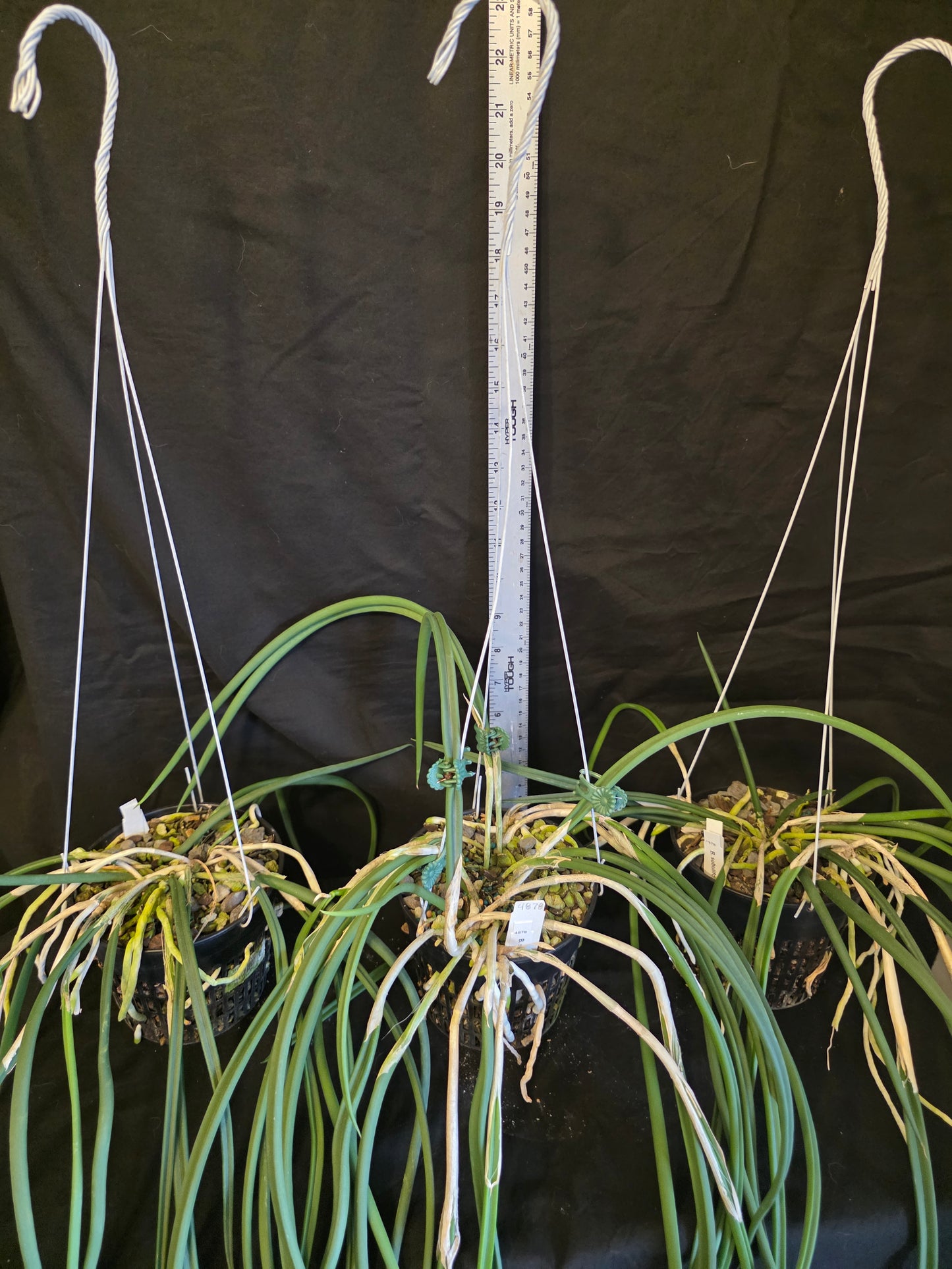 Brassavola subulifolia x B.fragrans. Large blooming size near specimen size plant in 5" basket. Fragrant
