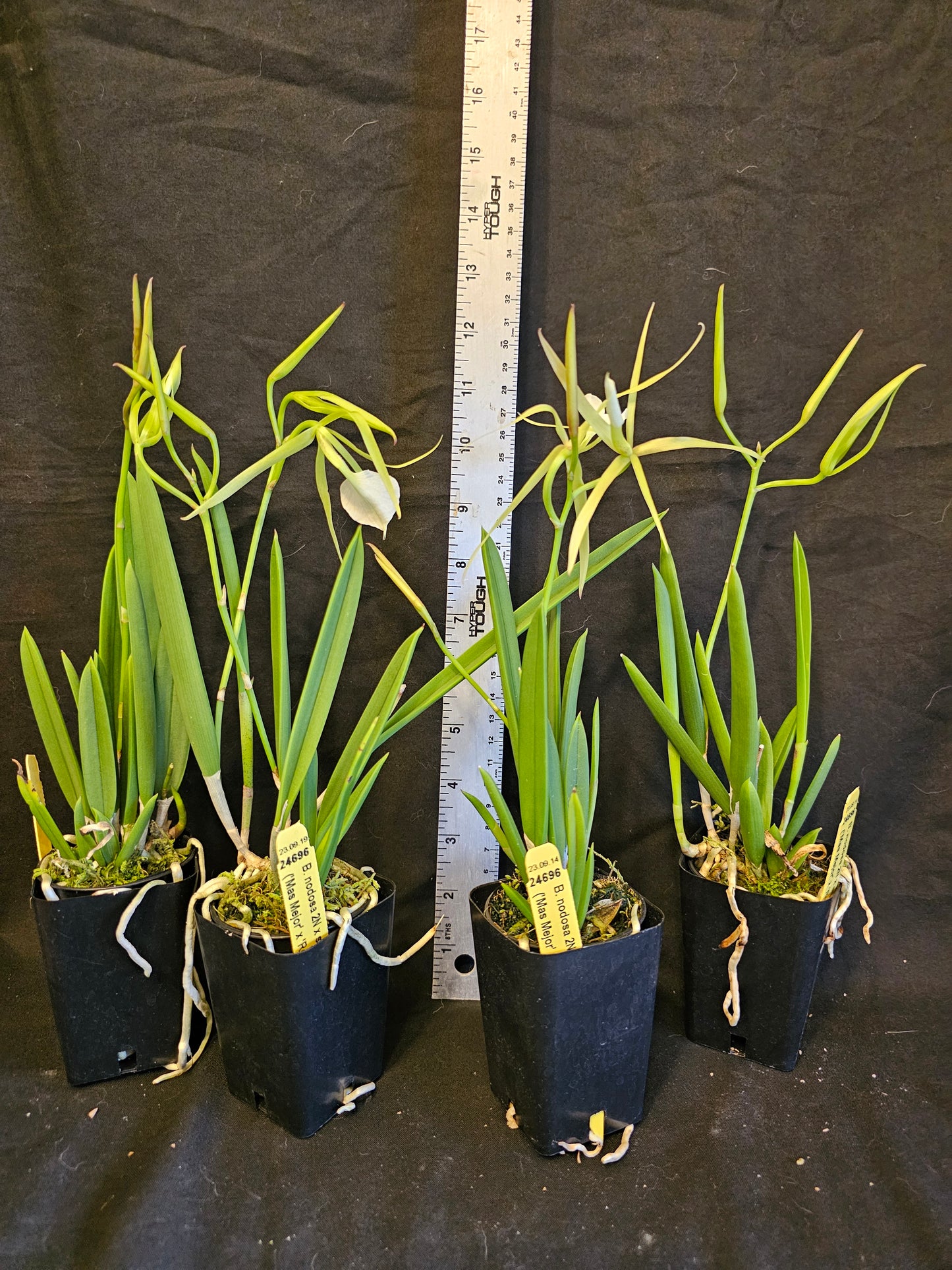 Brassavola nodosa, Blooming size orchid species. Lady of the night Highly fragrant at night