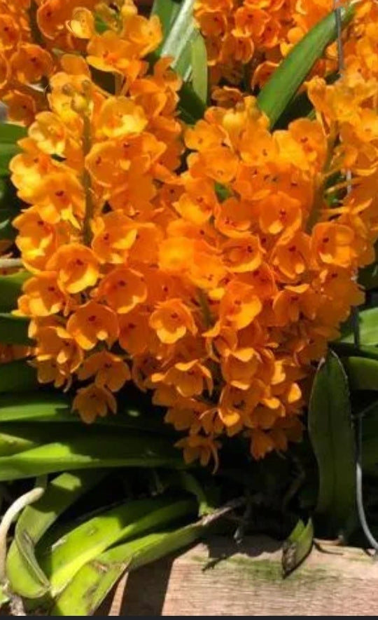 Vanda miniatum blooming size orchid species. Beautiful bright orange blooms