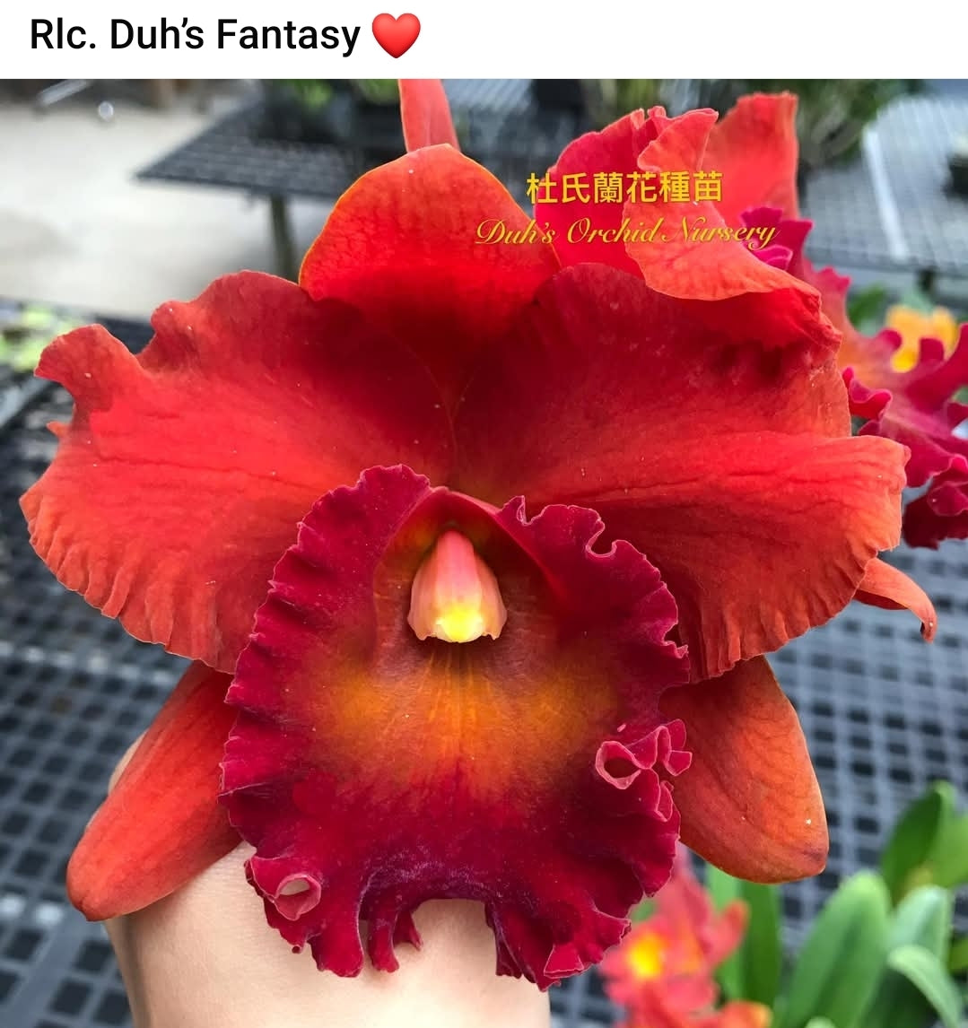 Rlc Duh's Fantasy 'Mellow' FCC/AOS Near blooming size cattleya orchid clone. Highest award