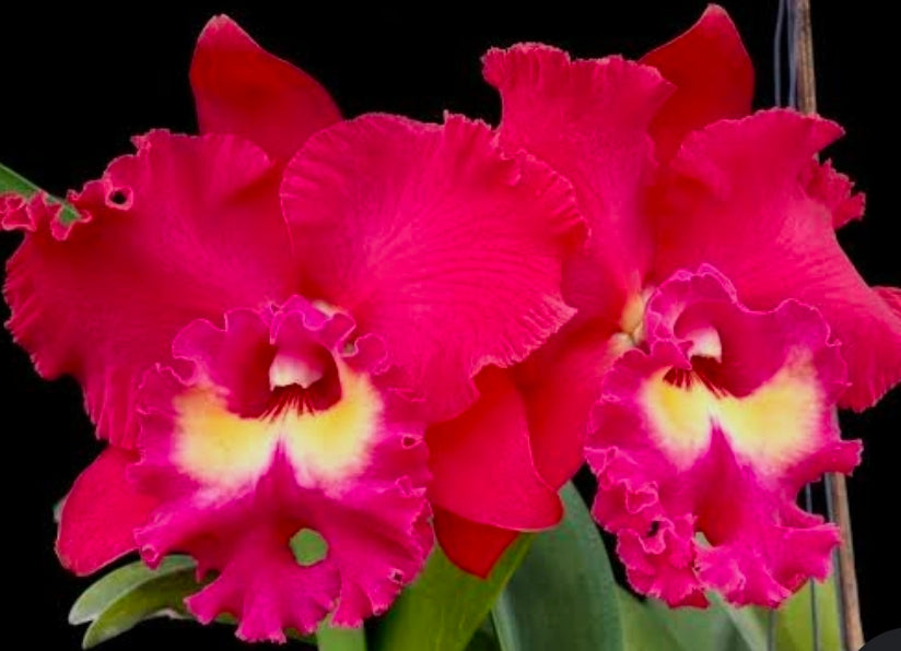 Lc Tainan City, near blooming size cattleya orchid hybrid. Large Fragrant blooms