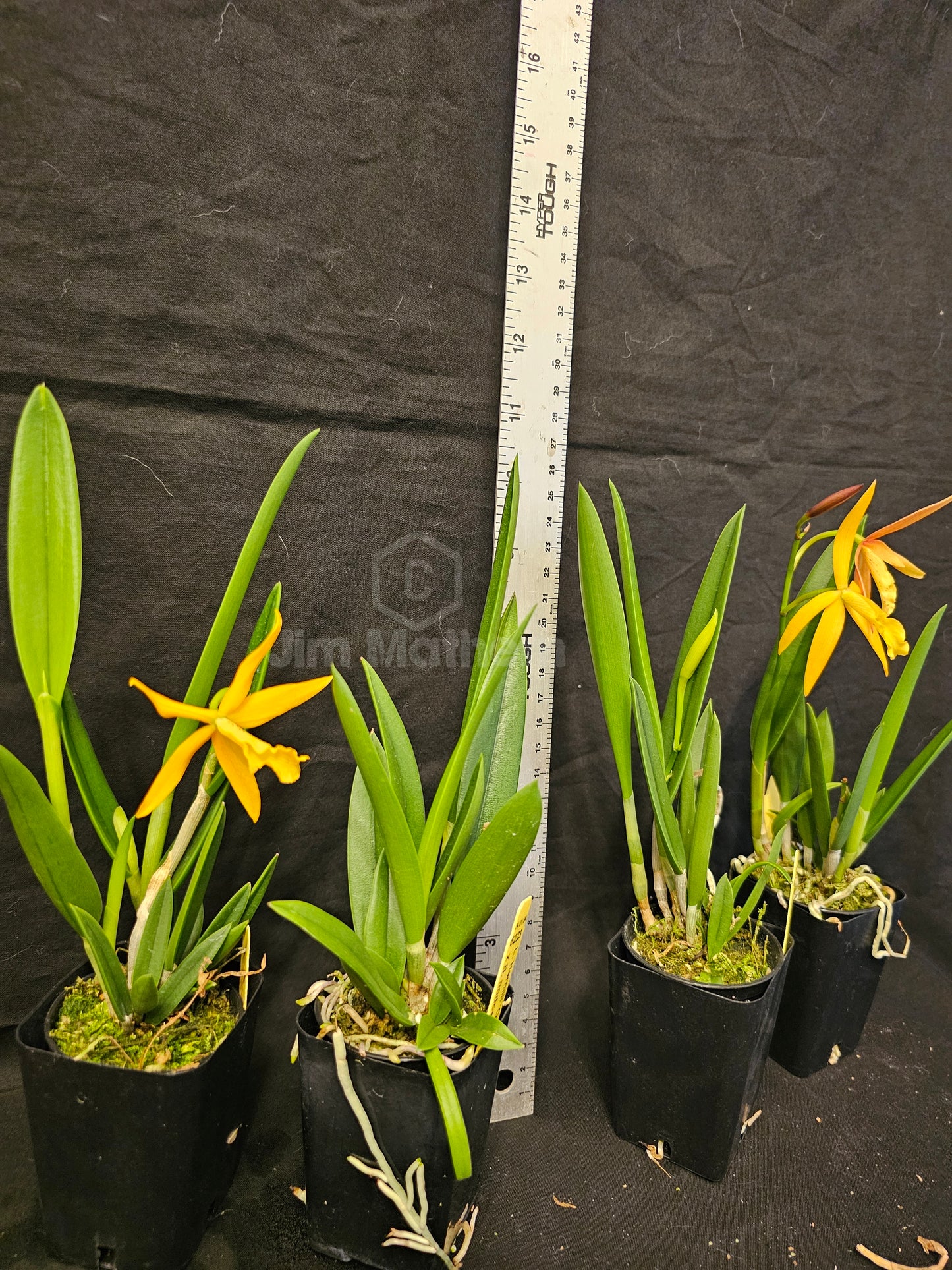 Bc Little Birds (Cattleya harmill x Brassavola nodosa) Blooming size brassavola cattleya orchid hybrid.