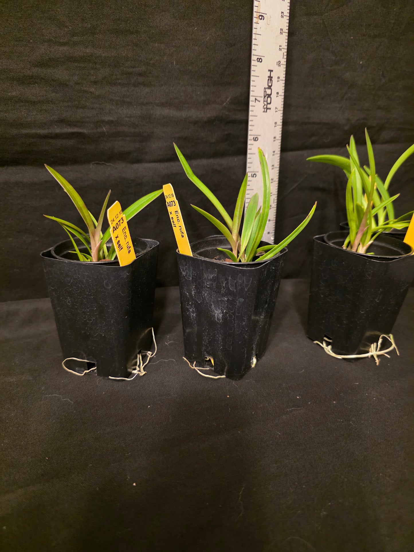 Encyclia rufa x self seedling size encyclia orchid species.