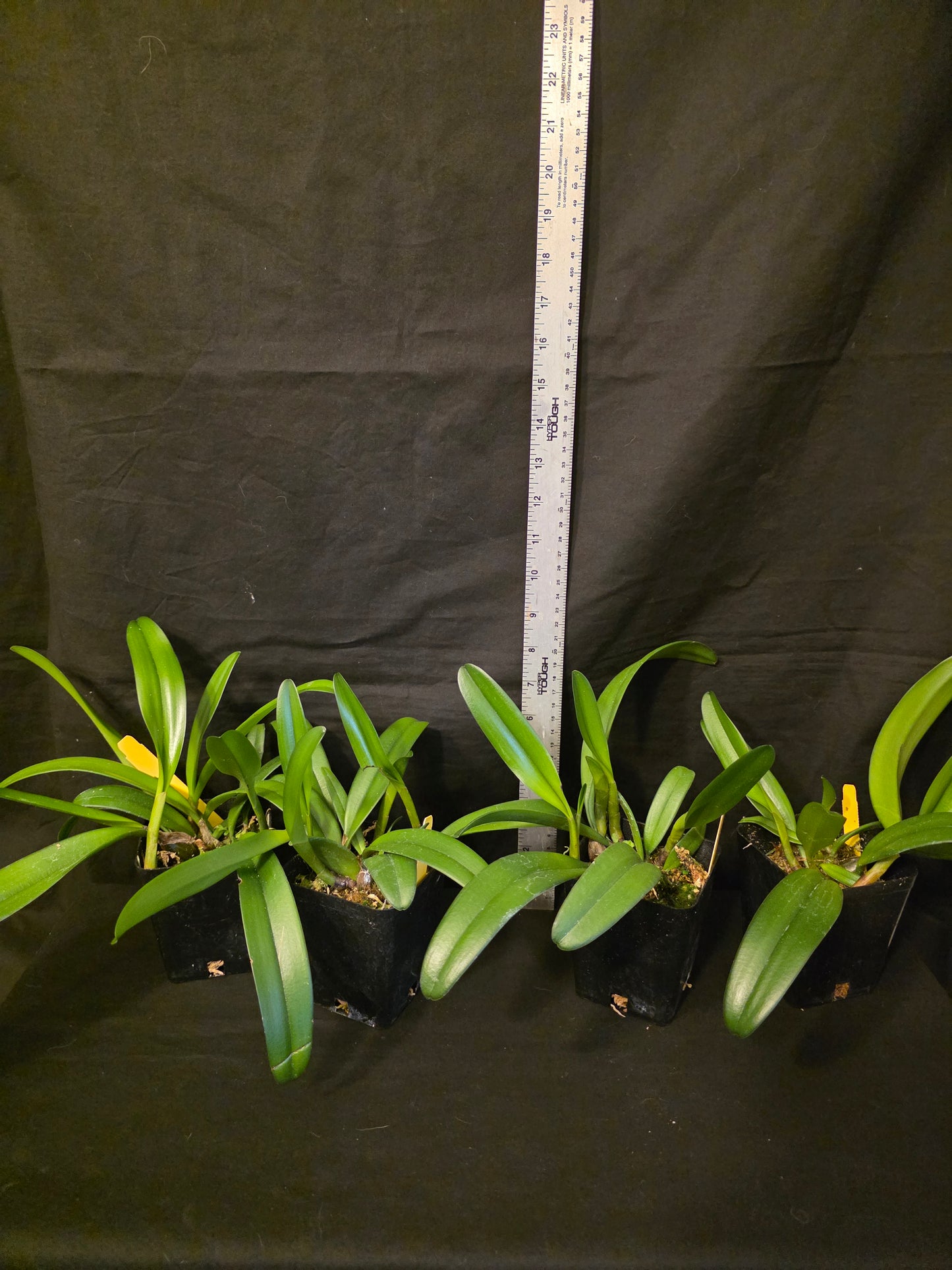 Bulbophyllum medusae, blooming size impressive orchid species. Rare