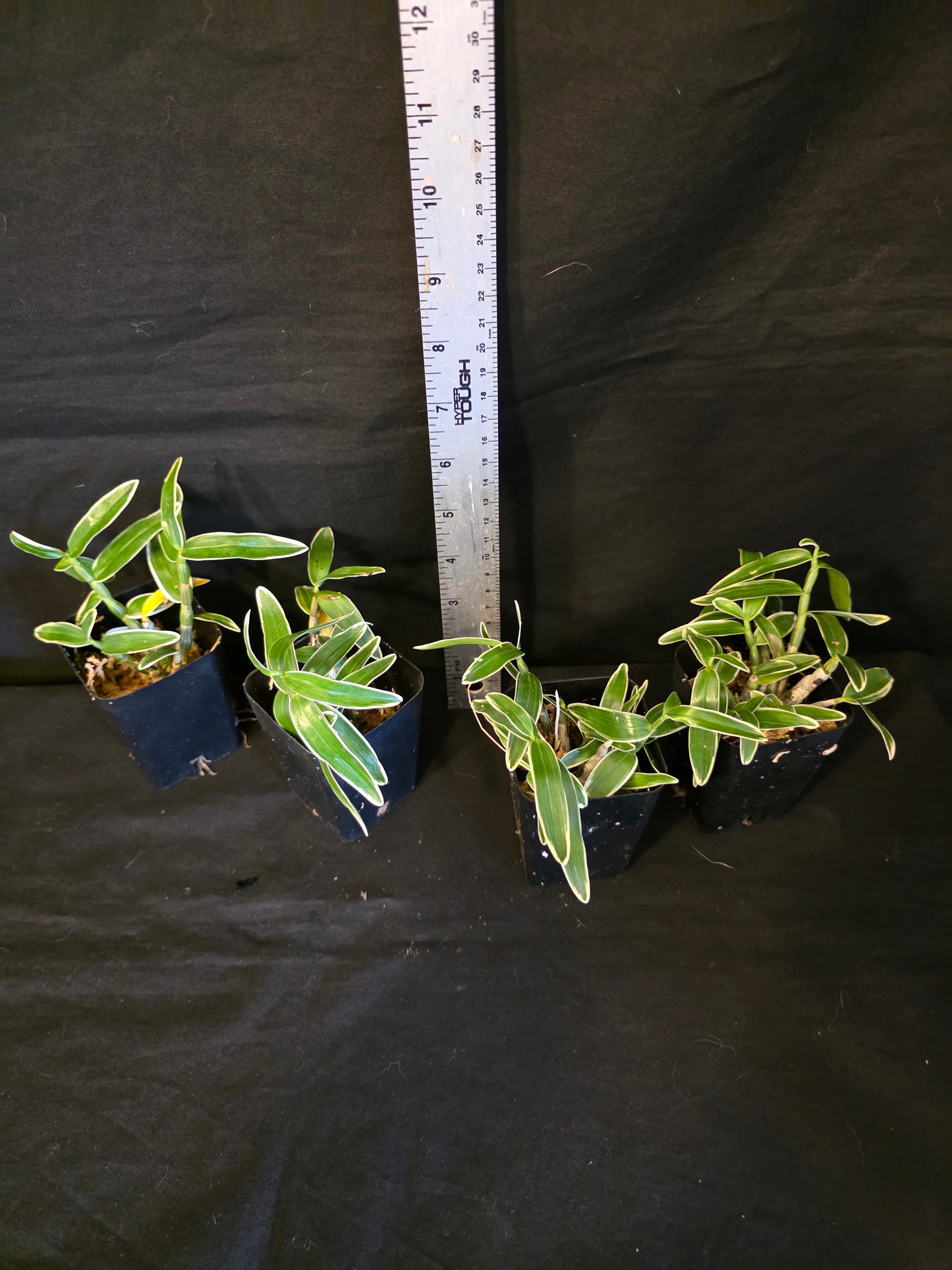 Dendroboum moniliforme variegated form. Blooming size miniature dendrobium orchid species. Rare form