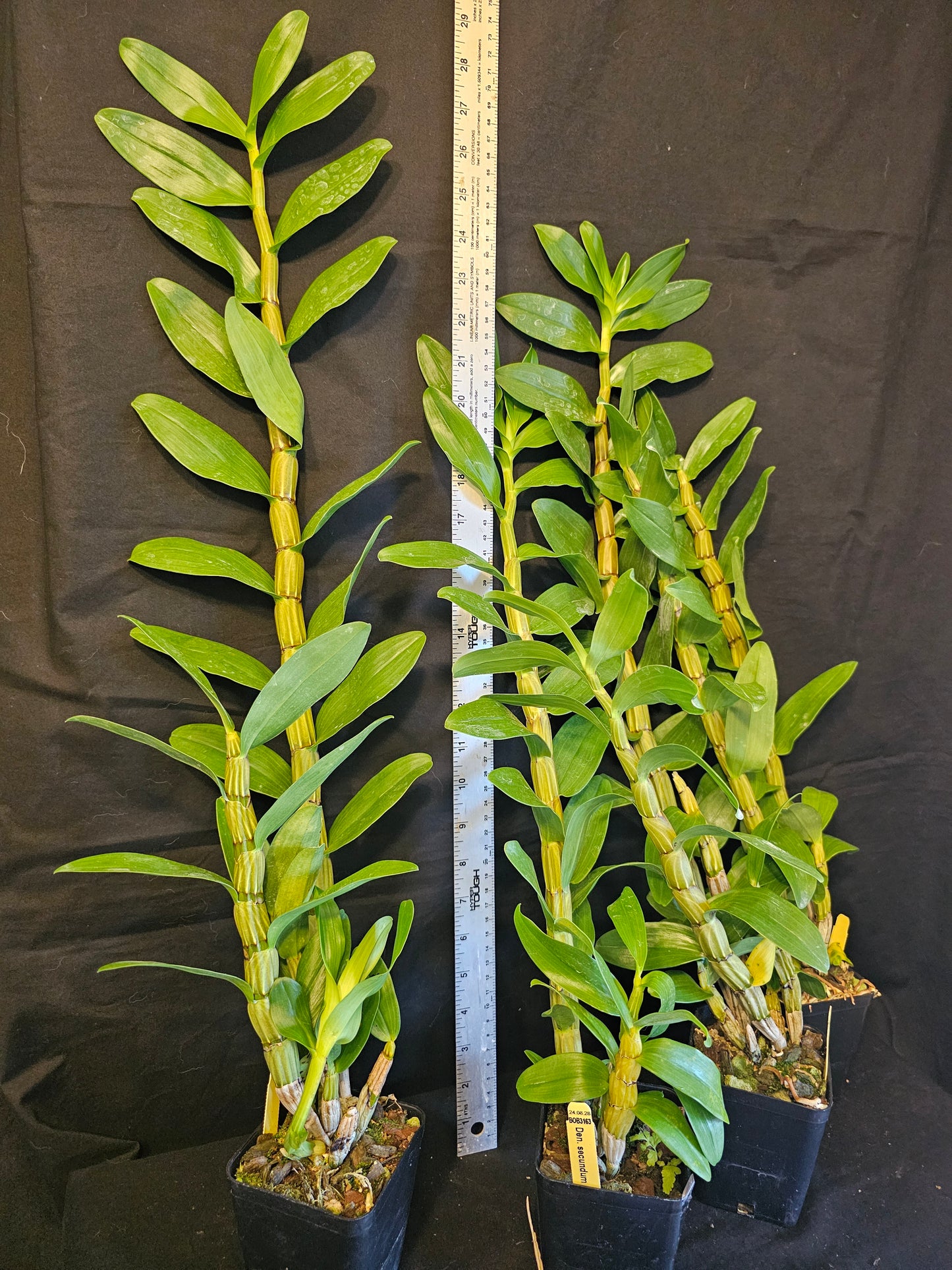 Dendrobium secundum alba x 'Red'