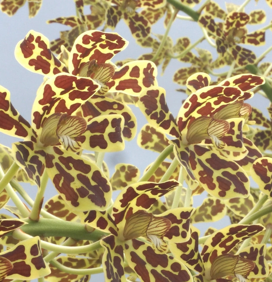 Gram scriptum v citrinum x compact. Blooming size Grammatophyllum orchid species