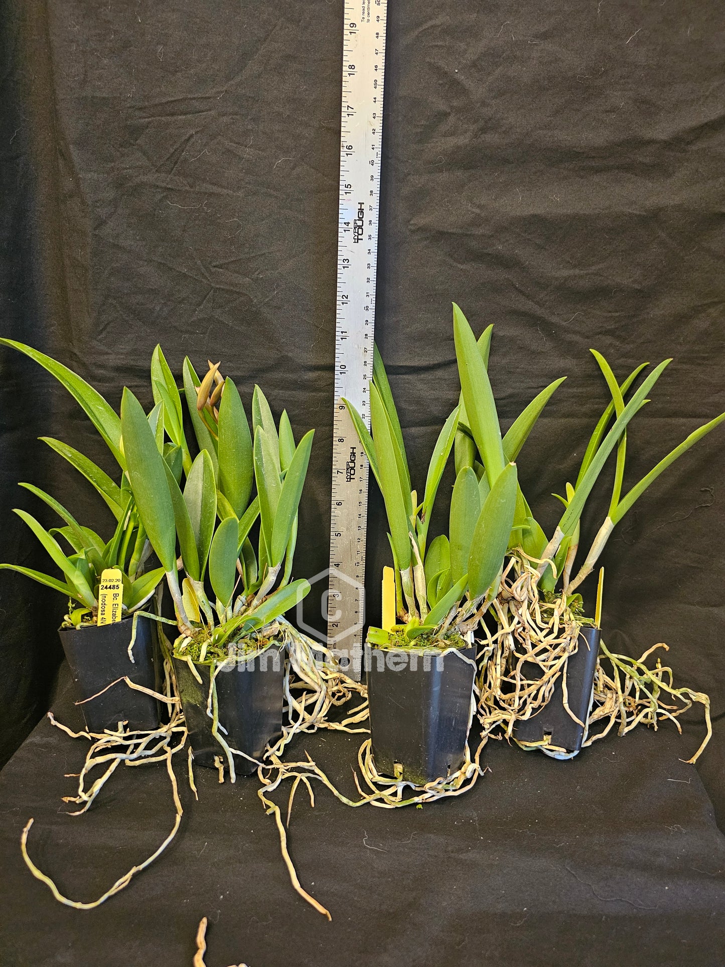 BC. Elizabeth 4N (Brassavola nodosa 4n x Gurianthe skinneri 4n)