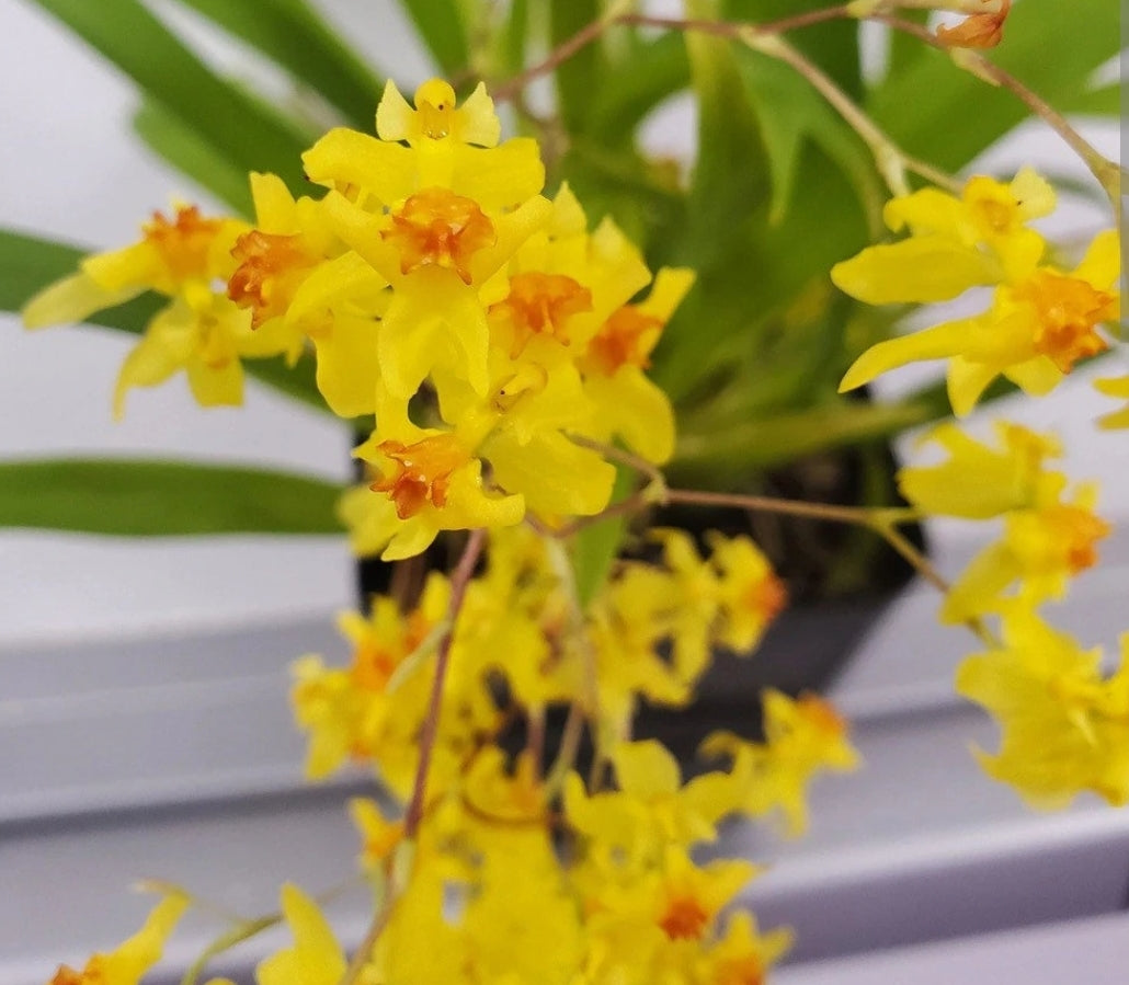 Oncidium Twinkle 'Oro' blooming size oncidium clone. Bright yellow blooms