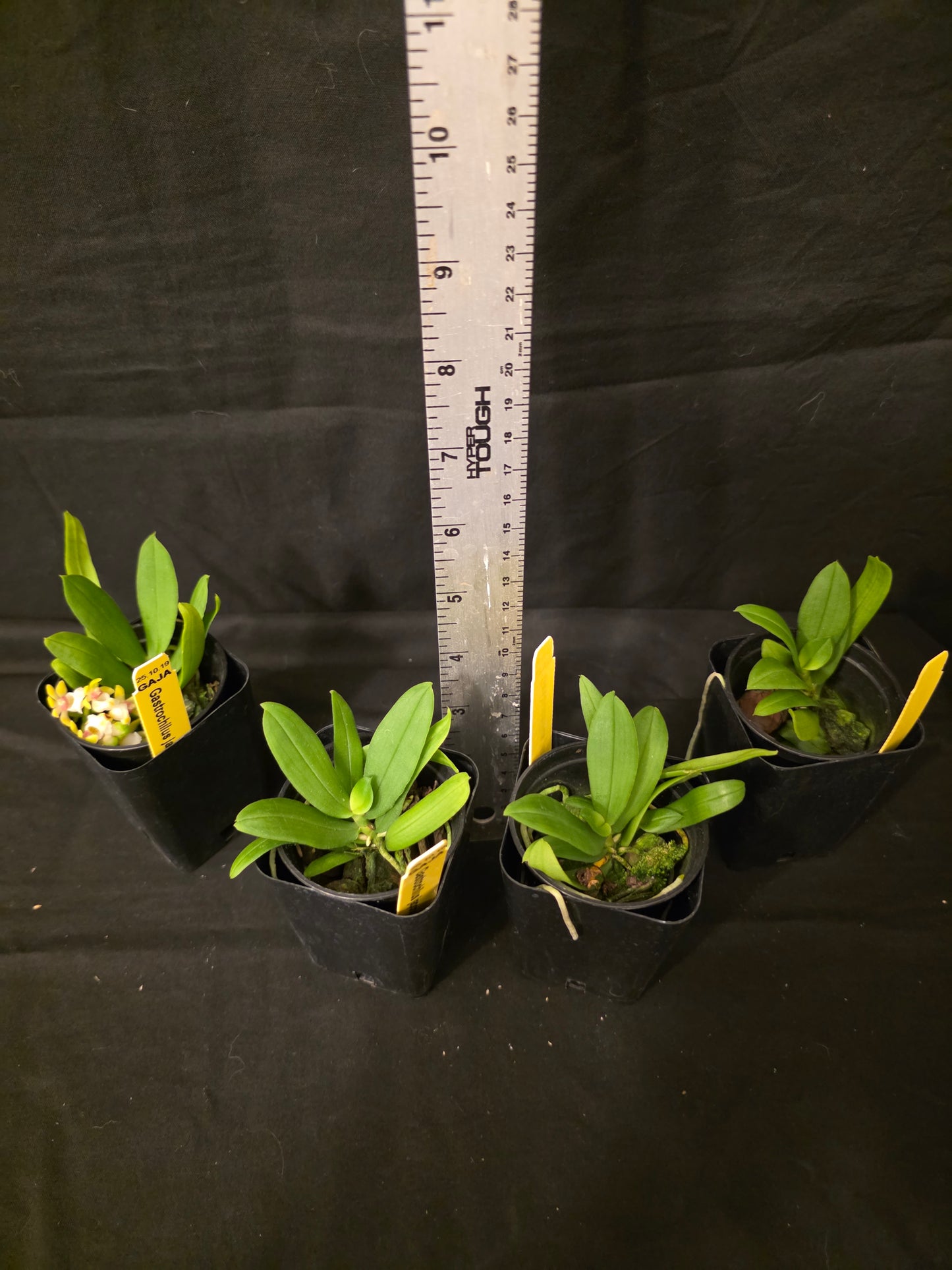 Gastrochilus japonicus blooming size miniature orchid species.