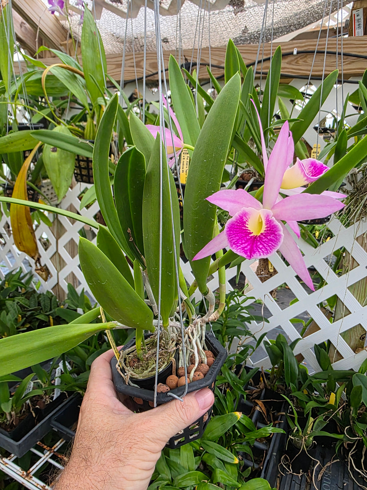 Brassavola nodosa x Cattleya Circle of life. Bloom size in 4" basket. Seed grown unique bloom