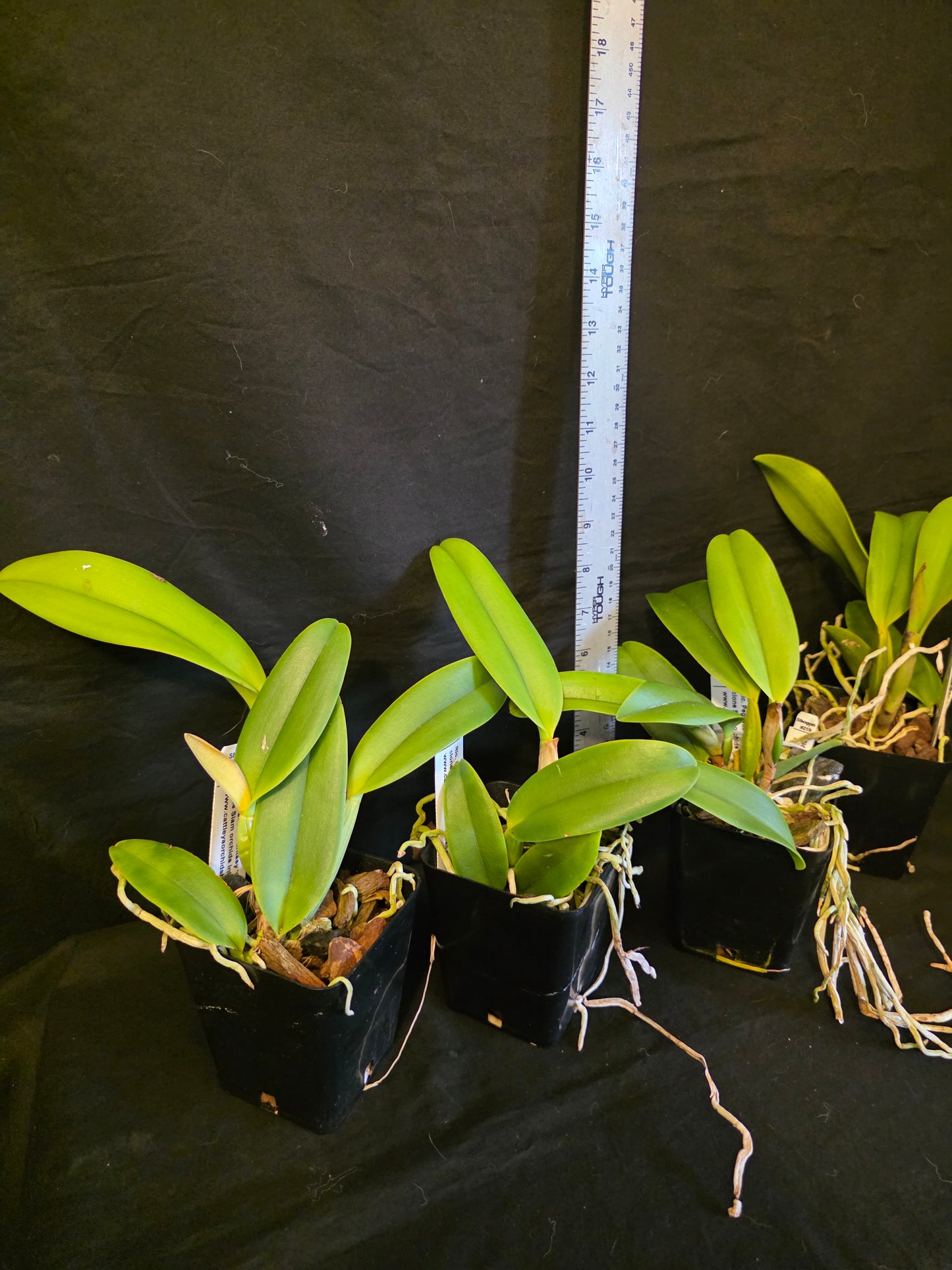 Rlc Pegasus Fantasy 'Golden Peach'  Near blooming size cattleya clone.