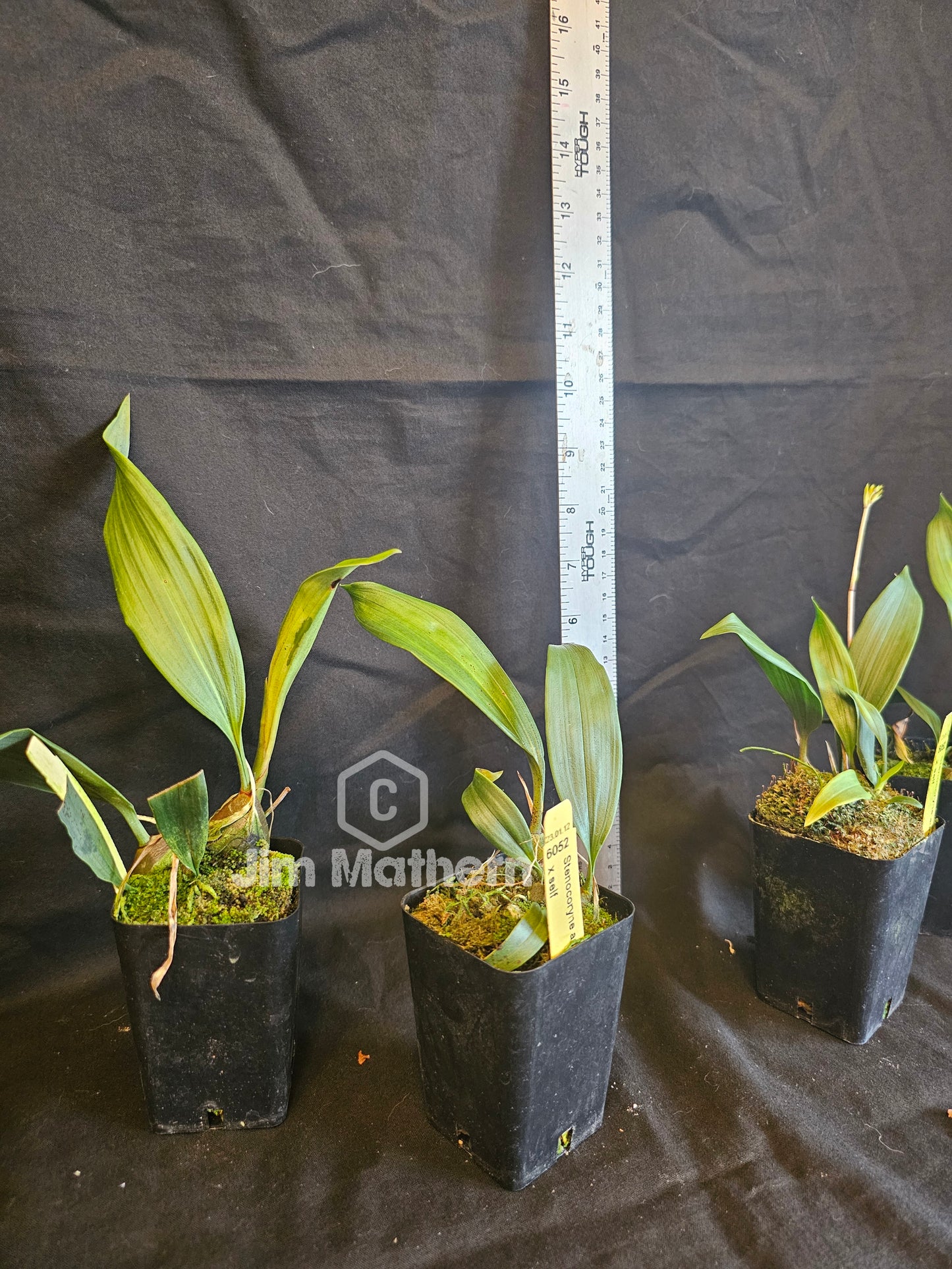 Stenocoryne aureofulva, blooming size unique orchid species.