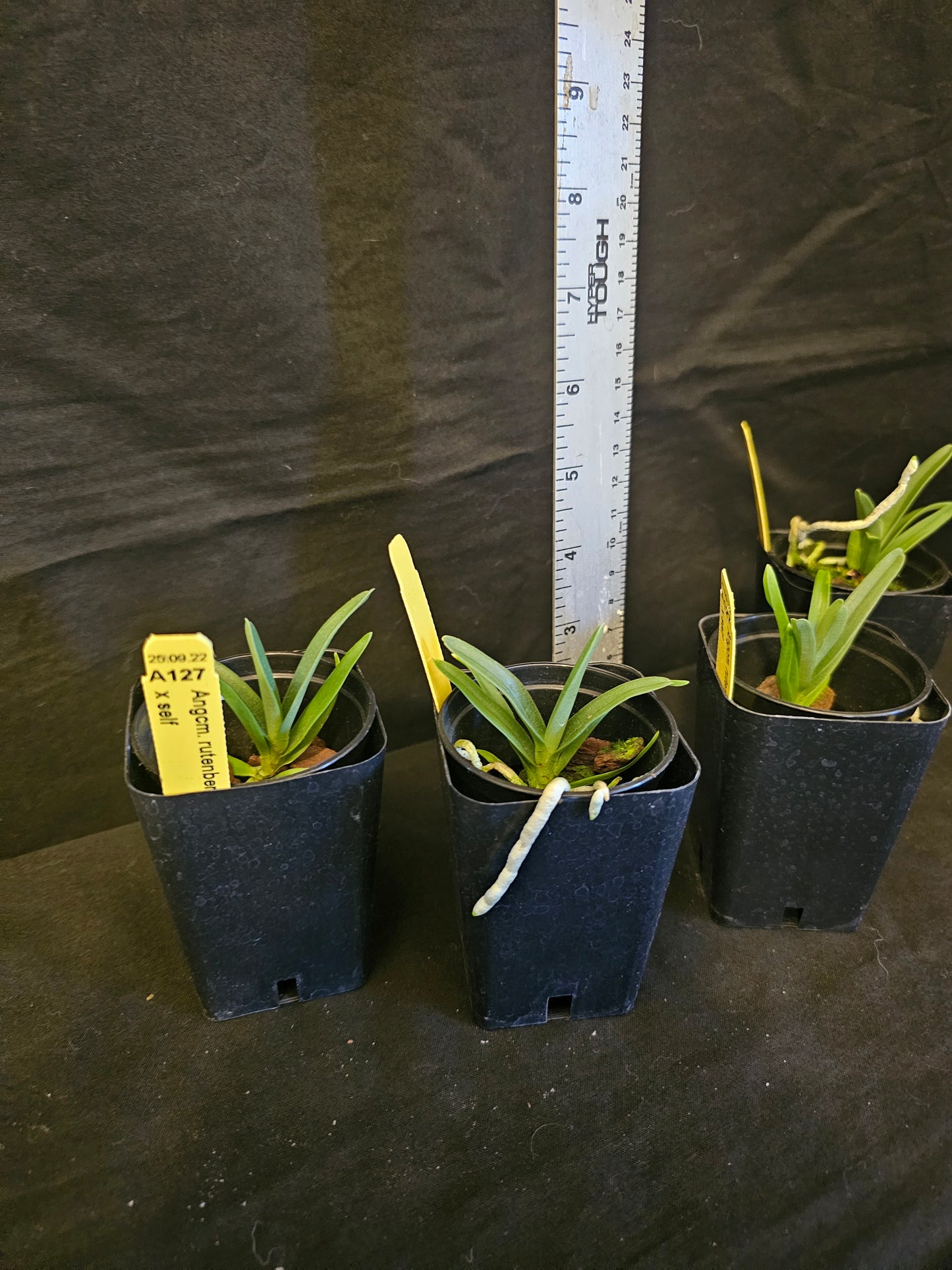 Angraecum rutenbergianum near blooming size miniature Angraecum orchid species. Fragrant.
