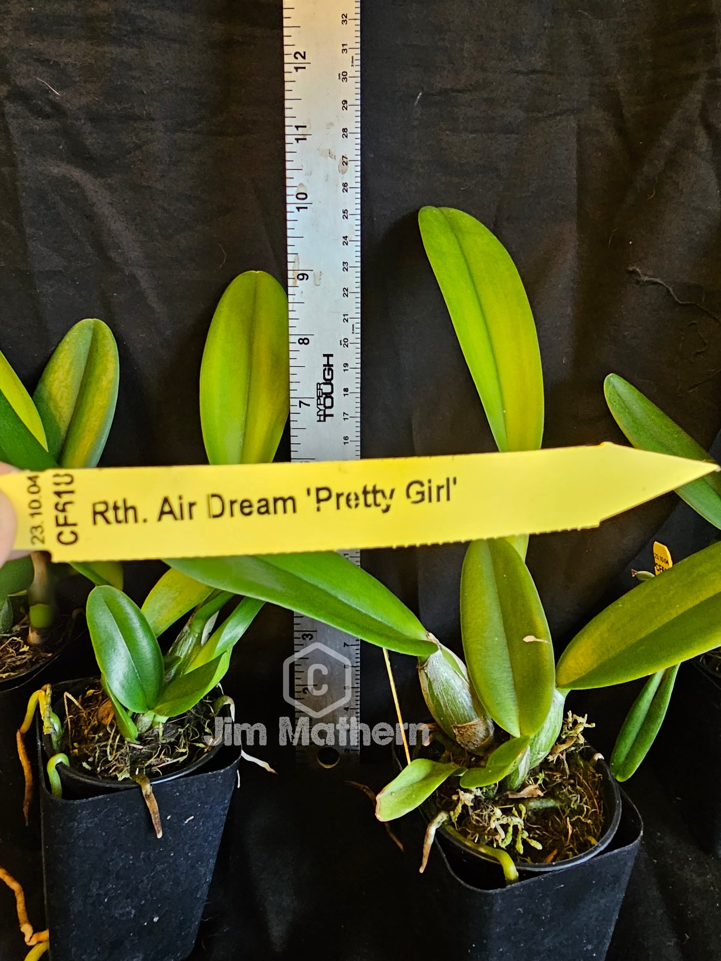 Rth Air Dream 'Pretty Girl' near blooming size cattleya orchid clone. Beautiful yellow and white blooms with a red lip.