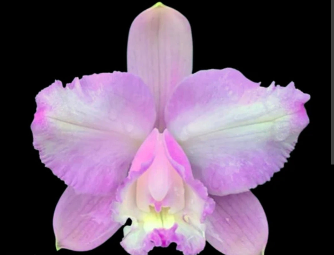 Cattleya loddigesii v aquinii 'Alvaro Parela' x self. Near blooming size cattleya orchid species. Beautiful flared delicate blooms.
