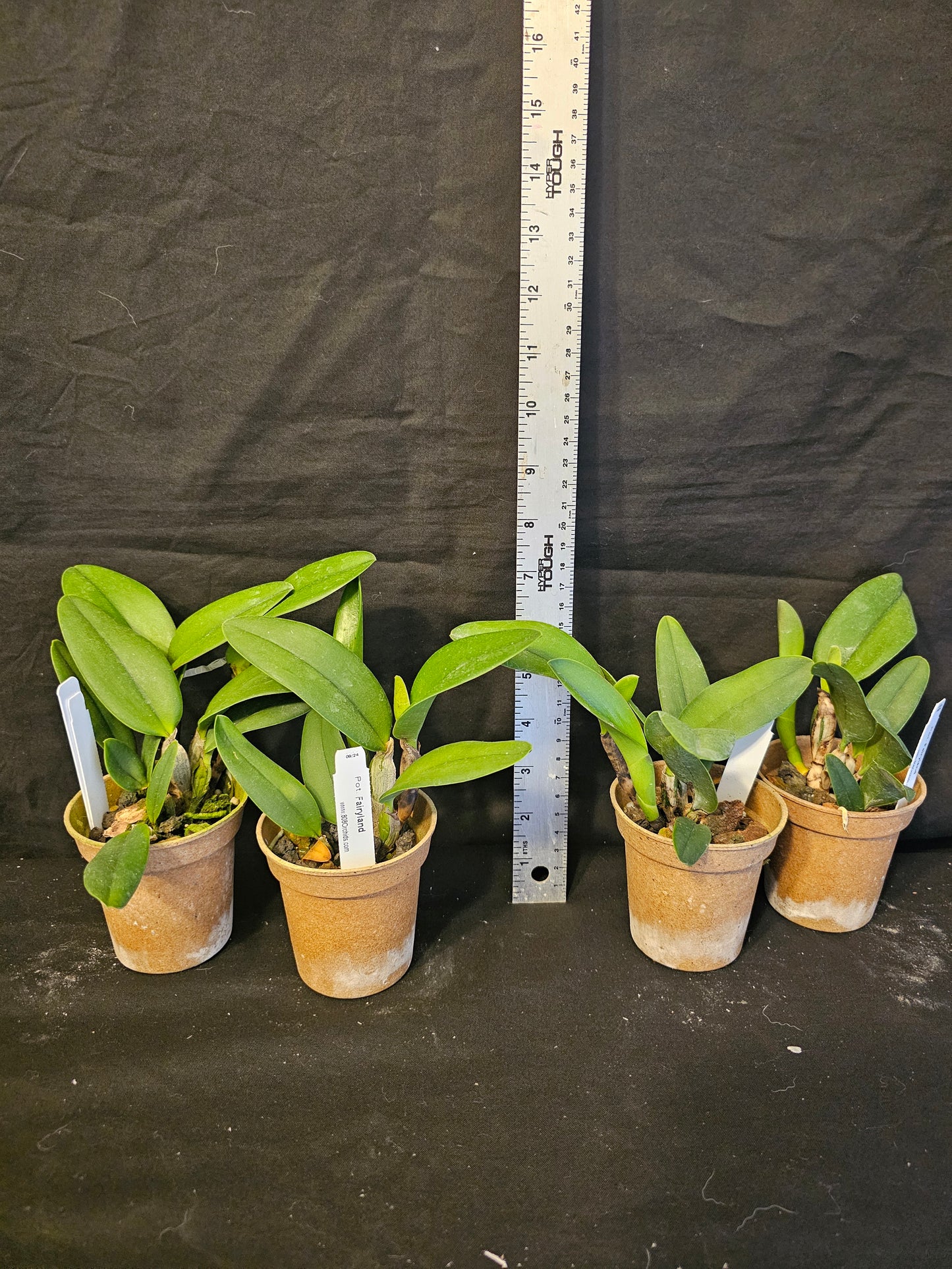 Pot Fairyland Blooming size compact growing cattleya orchid hybrid. Beautiful.