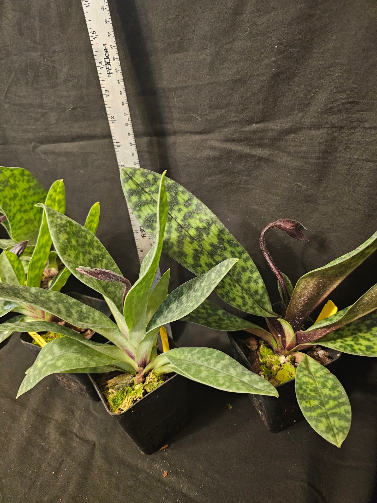 Paphiopedilum Magic Cherry in spike. Blooming size paphiopedilum hybrid. 2.5" pot