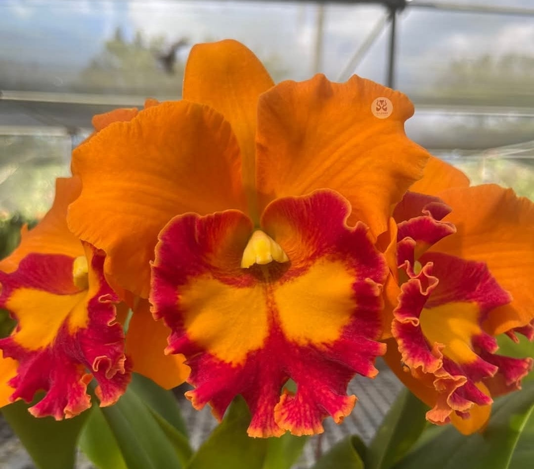 Rlc Duh's Smile 'The King' near blooming size cattleya orchid clone. Beautiful large fragrant blooms.