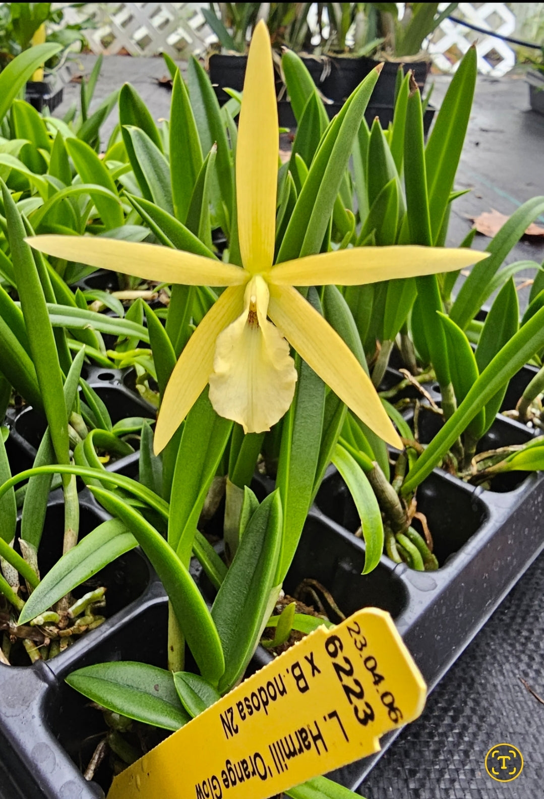 Bc Little Birds (Cattleya harmill x Brassavola nodosa) Blooming size brassavola cattleya orchid hybrid.